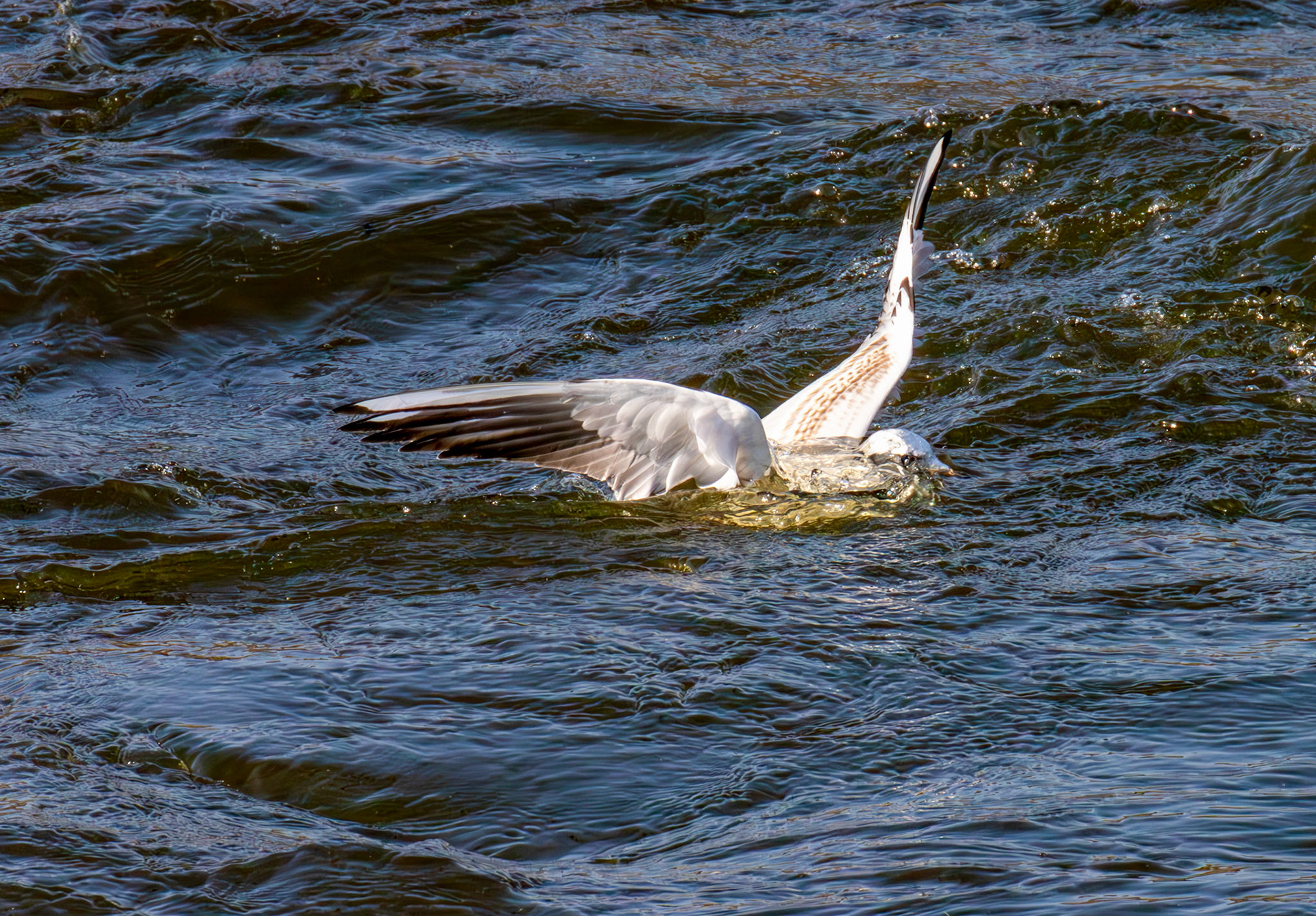 Black-headed Gulls - Leven 06 Sept 2024