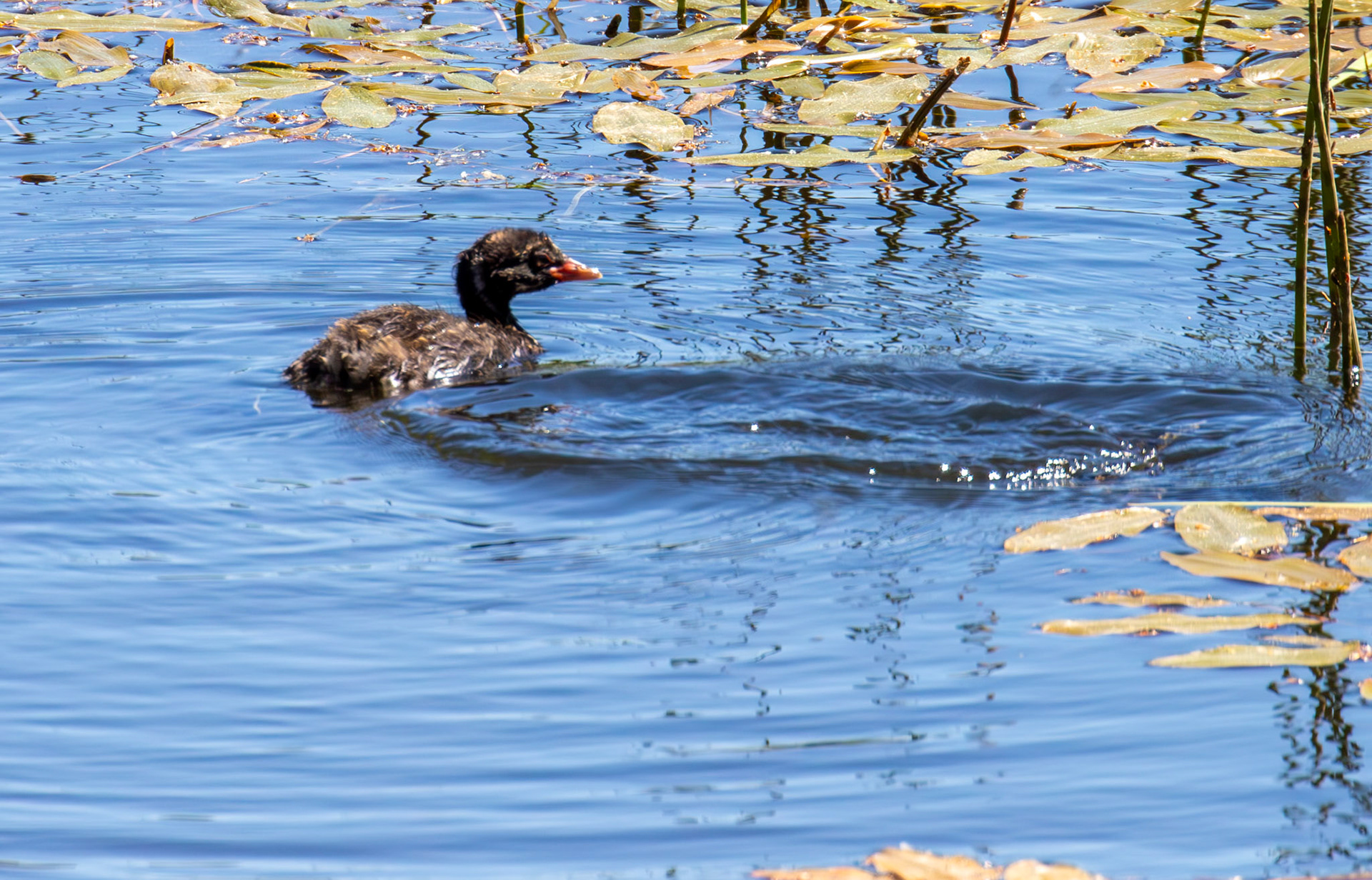 Young Little Grebe at Bavelaw 21 May 2025