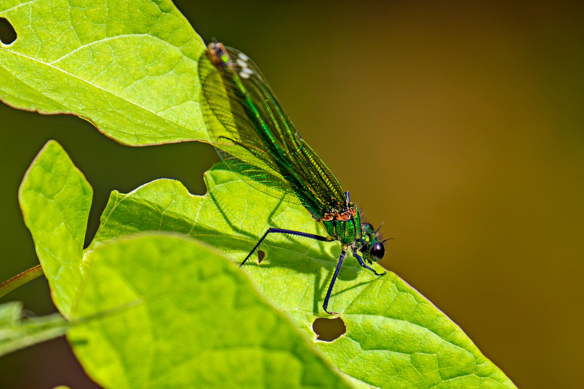 Banded Demoiselle (Calopteryx splendens). Barge Canal Romsey 26 July 2025