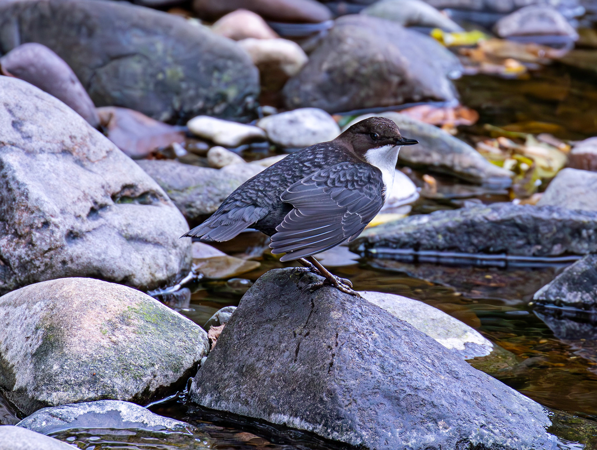 Largs 08 October 2024
