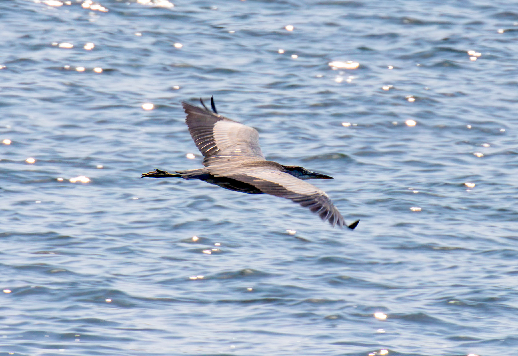 Grey Heron - Porto 18 August 2026