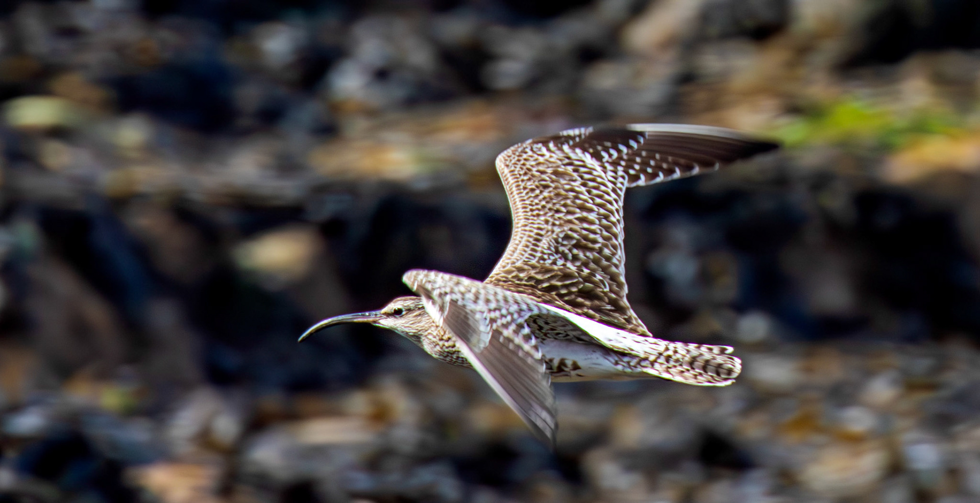 Whimbrel at Brough 03 May 2026