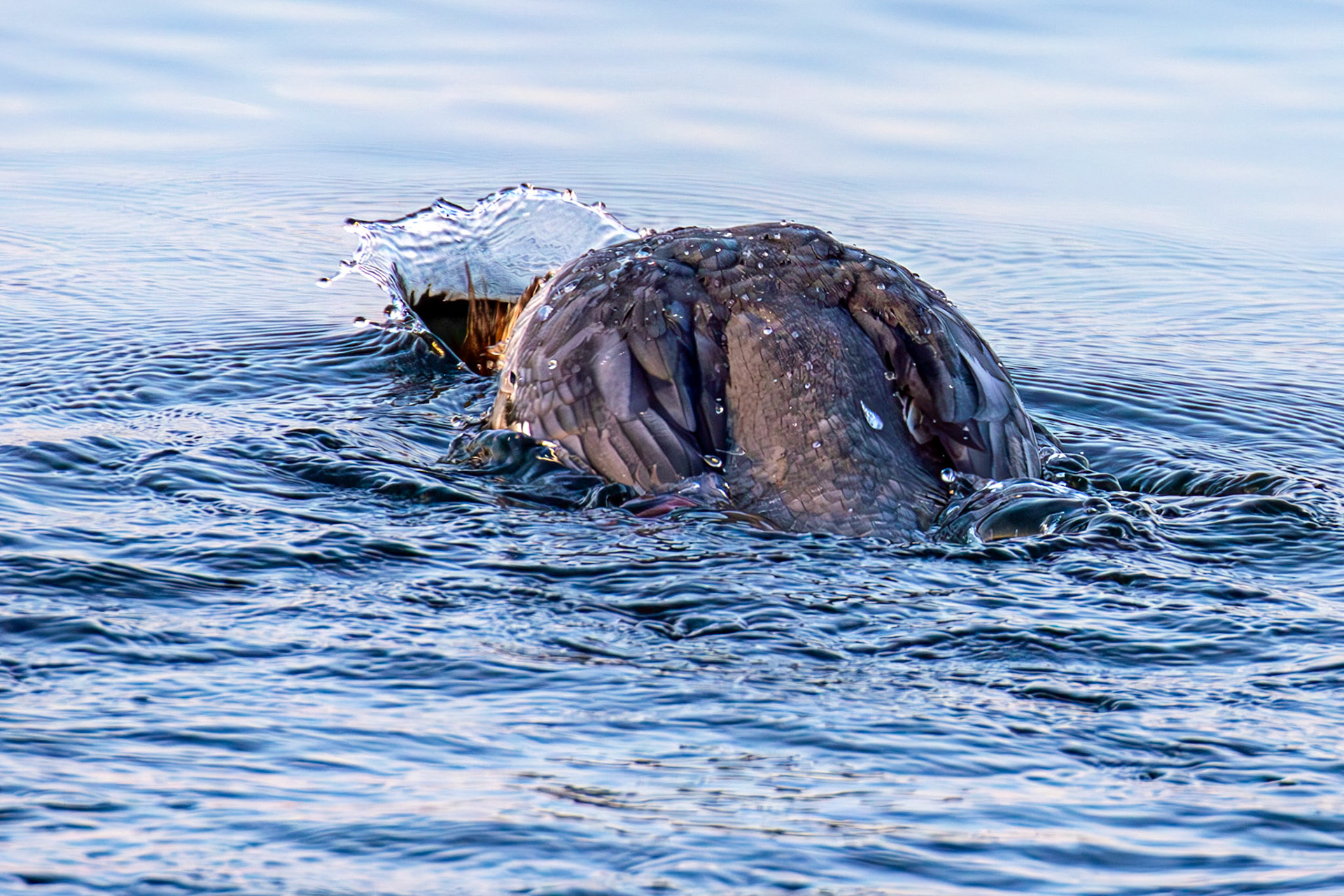 Goosander bathing at Hogganfield Loch 19 March 2025