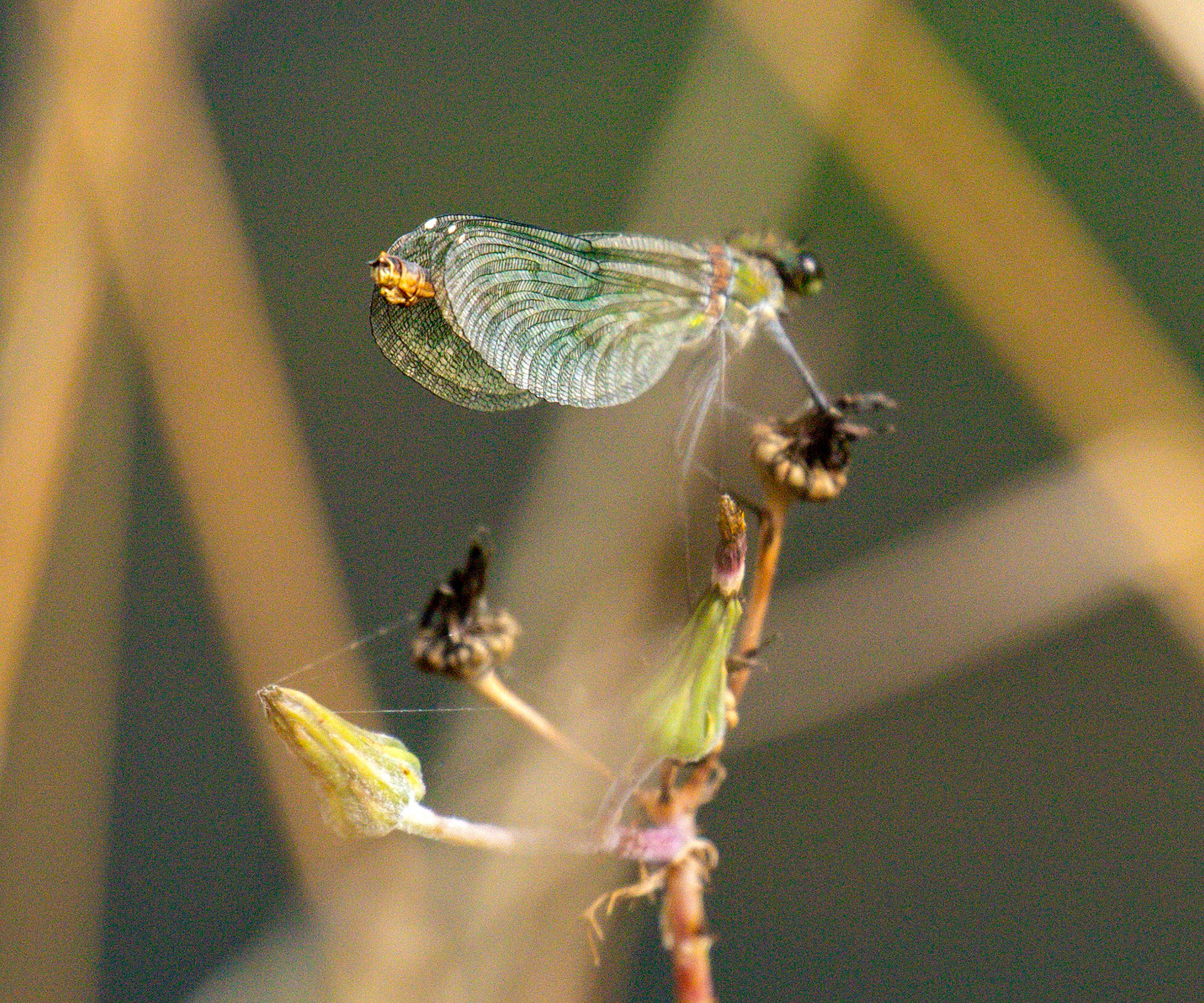 Banded Demoiselle (Calopteryx splendens) Walk Thames Path MArlow to Bourne End 06 August 2025