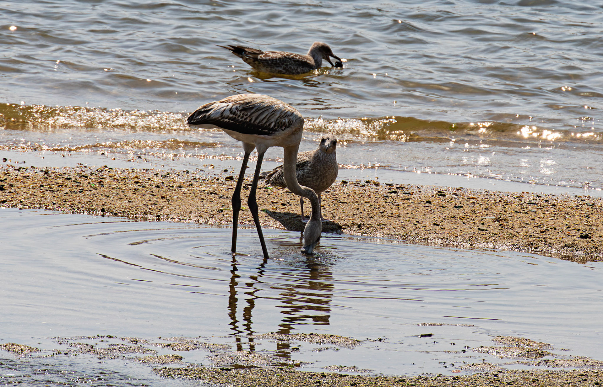 juvenile greater flamingo (Phoenicopterus roseus) with attendant first year Yellow-Legged Gull. Porto 18 August 2026