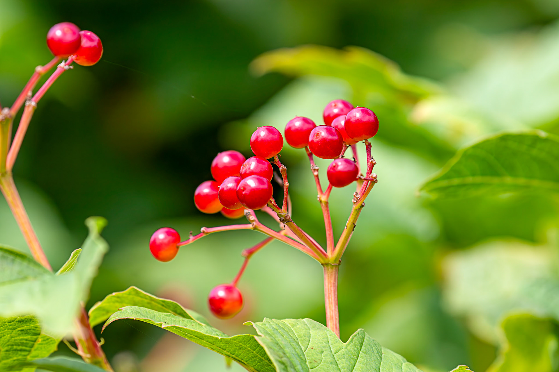 Barge Canal Romsey 26 July 2025