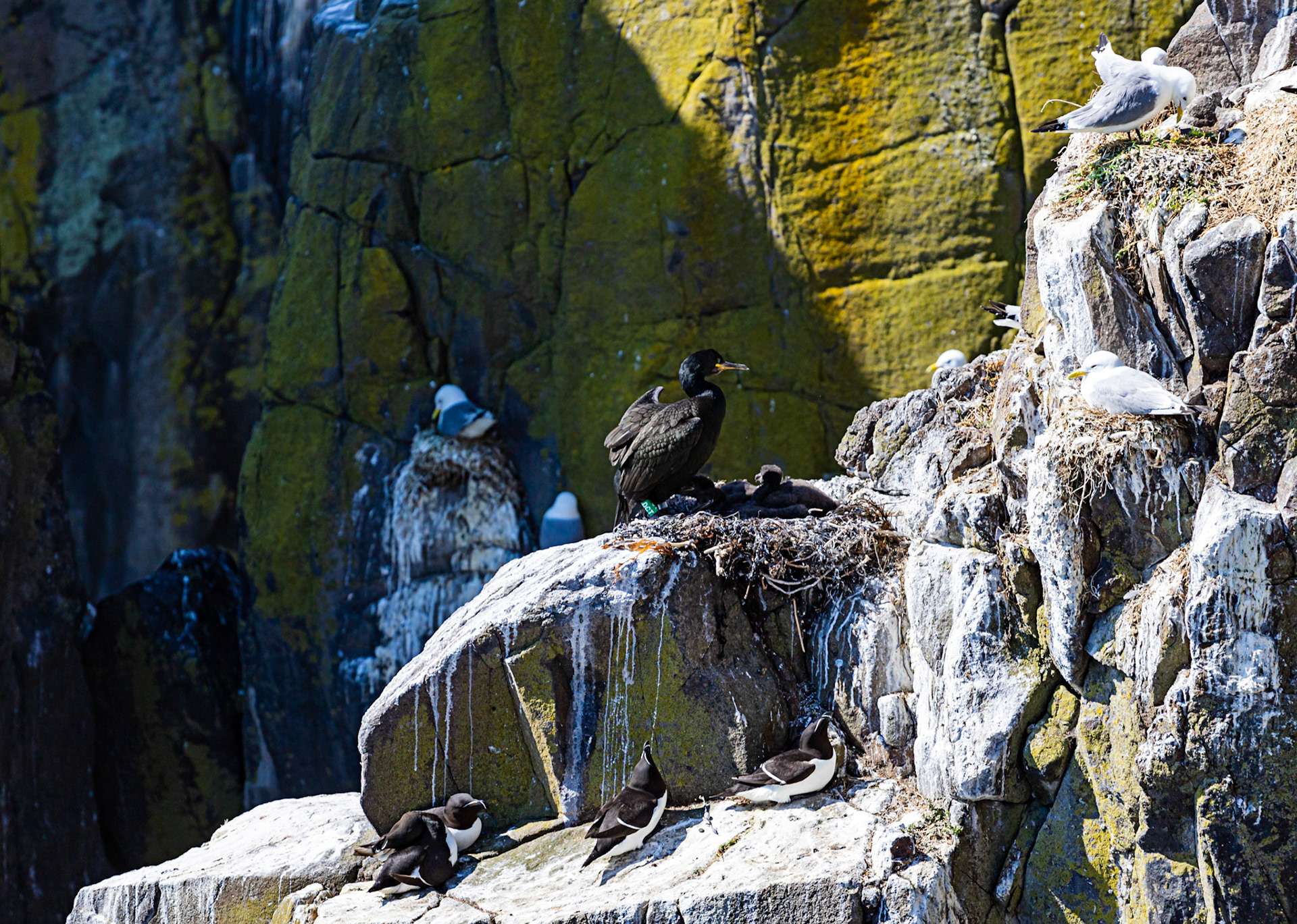 Isle of May - 04 June 2022