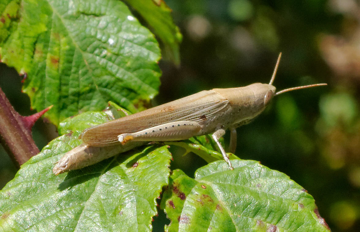 Parc Natural de s'Albufera de MallorcaPlease see my other Photographs at: www.jamespdeans.co.uk