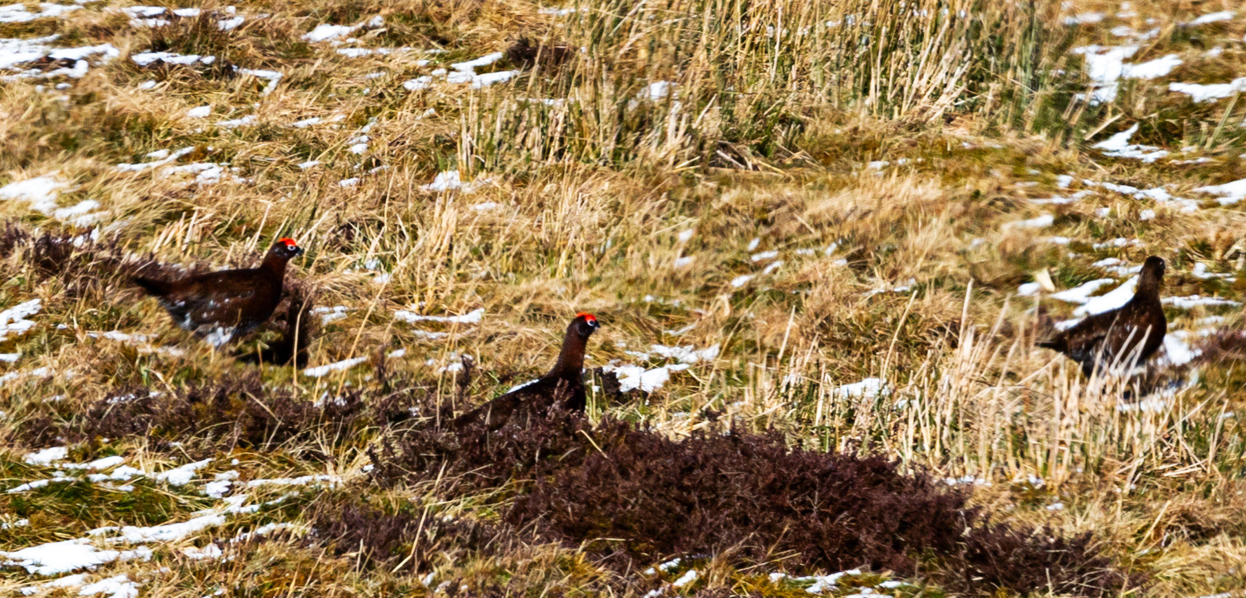 Red Grouse, Glen shee 01 March 2024