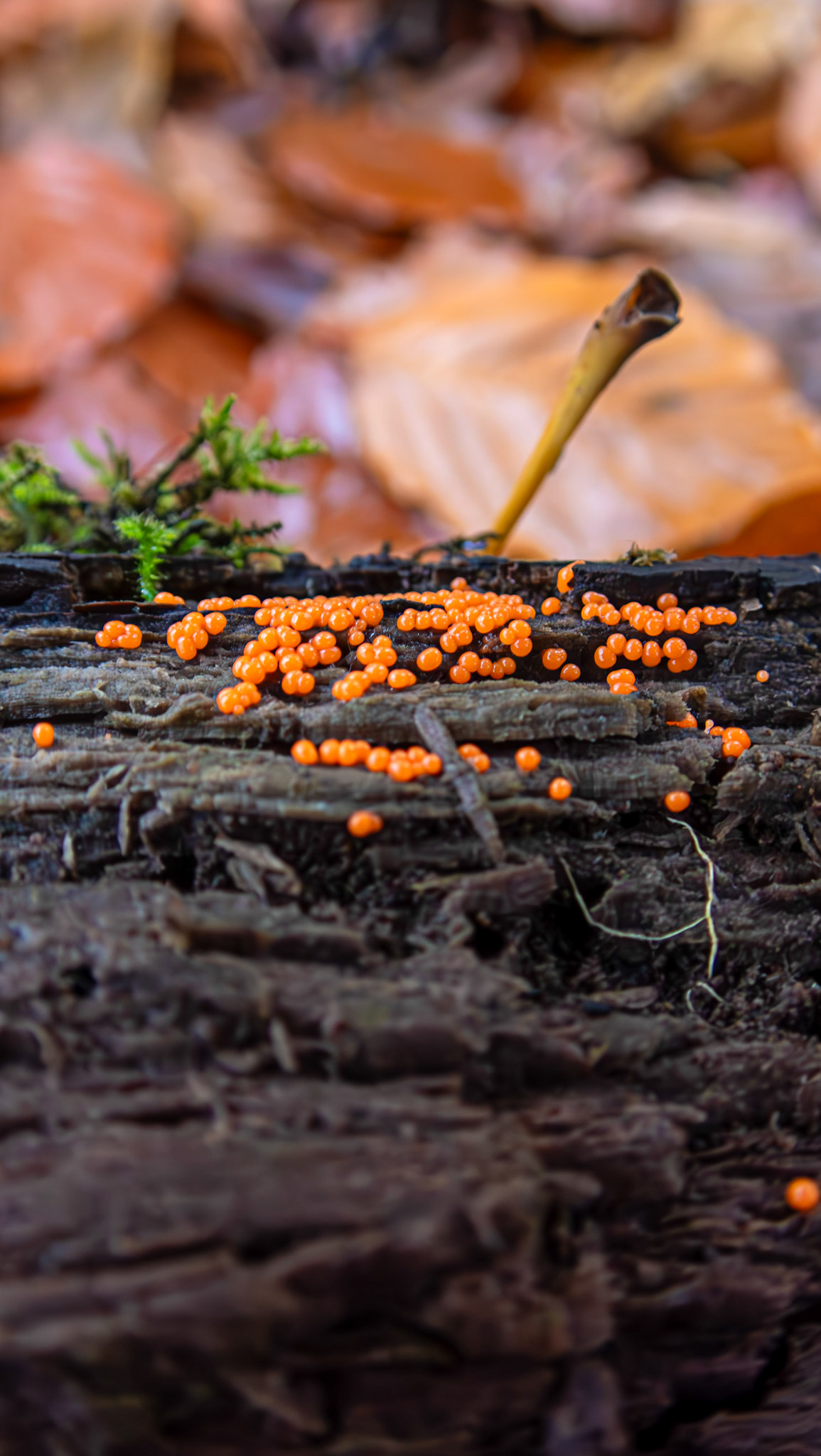 slime mould (Trichia decipiens) Deans Woods 08 November 2025