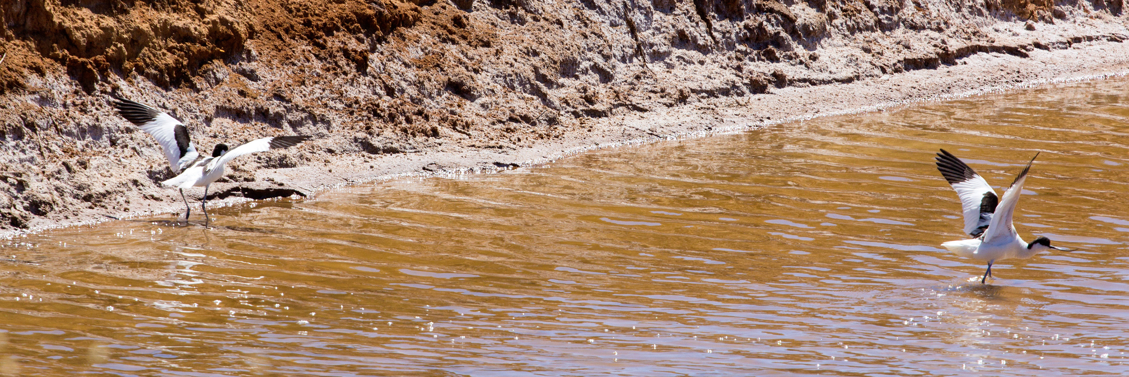 Pied Avocet, in the salt pans in Tavira, employing diversionary tactics.Please see my Photographs of Portugal at: http://www.jamespdeans.co.uk/p116503744