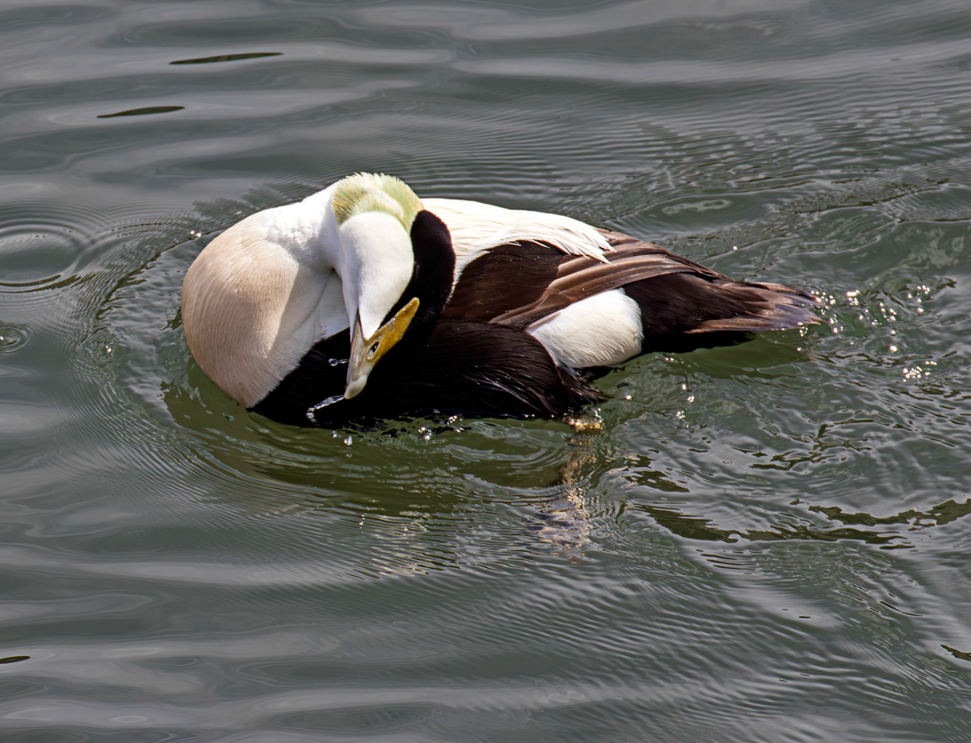 Kirkcaldy Harbour 23 May 2026