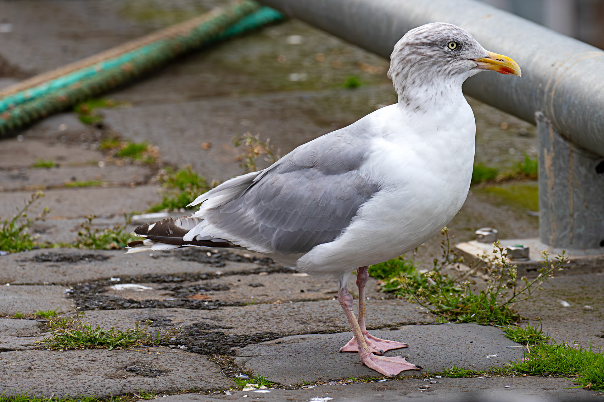 Herriing Gull - Dunbar 14 Sept 2024