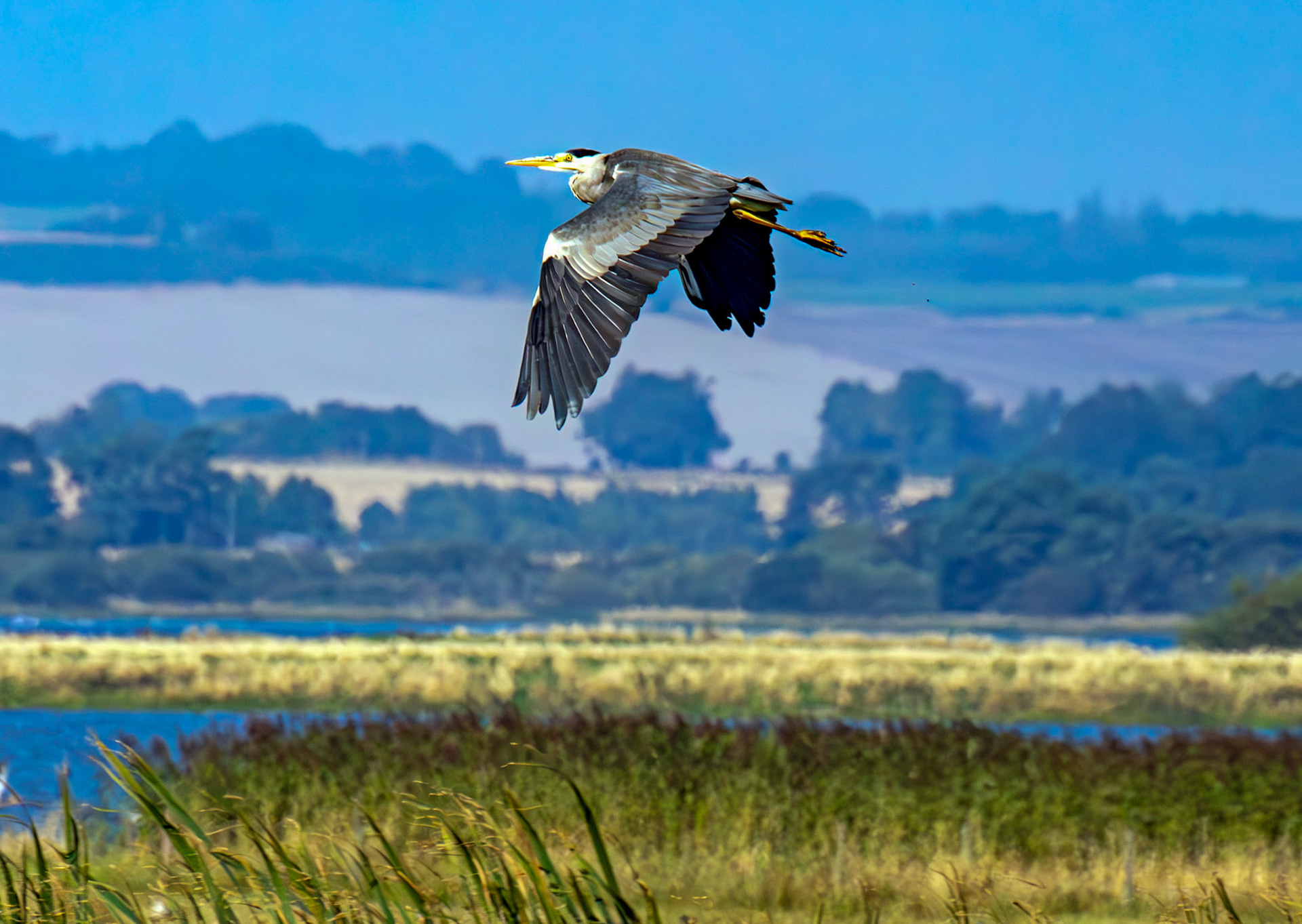 Grey Heron - RSPB Loch Leven 06 Sept 2024