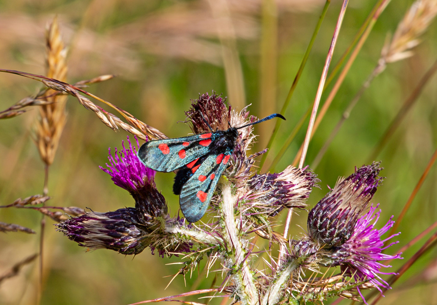 Herperrig Insects 23 July 2024