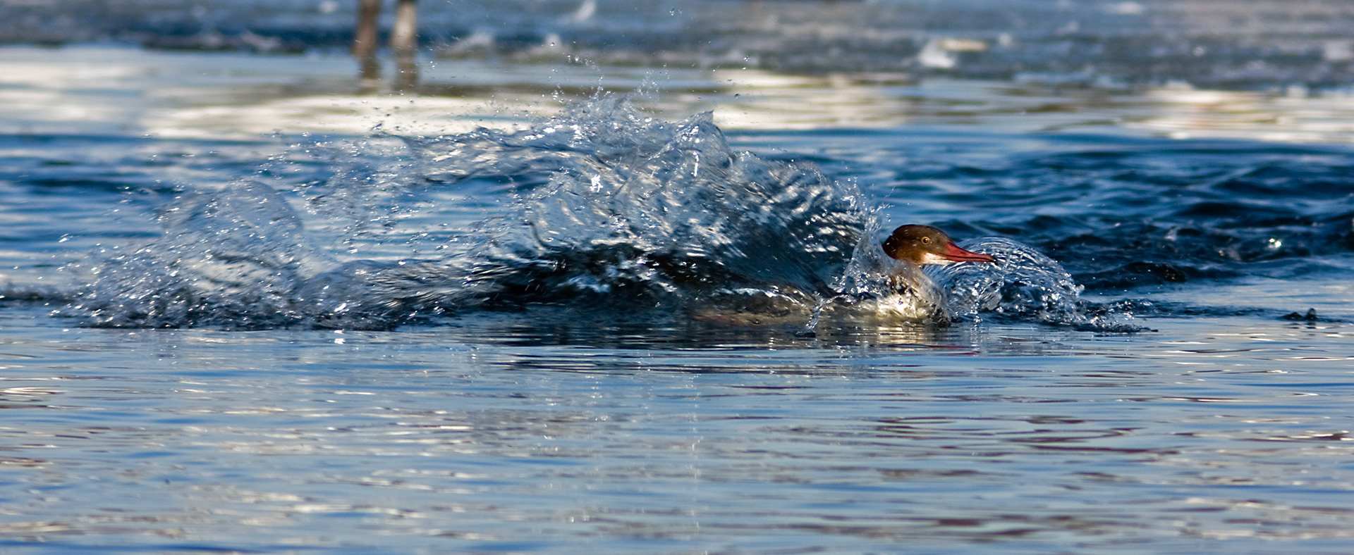 Hogganfield LochPlease see my other Photographs at: http://www.jamespdeans.co.uk/