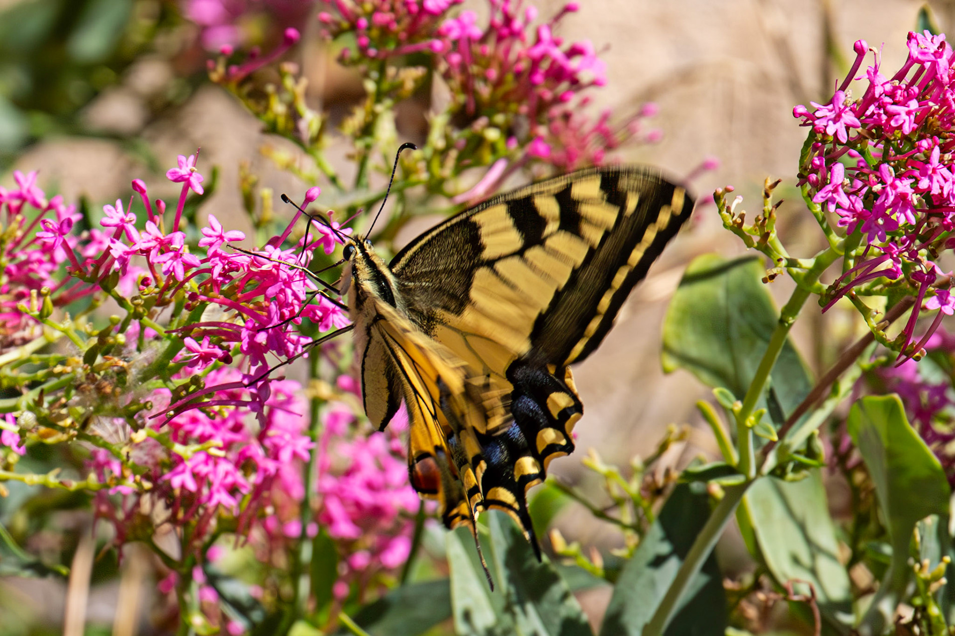 Swallowtail Butterfly - Riomaggiore 06 Sept 2025