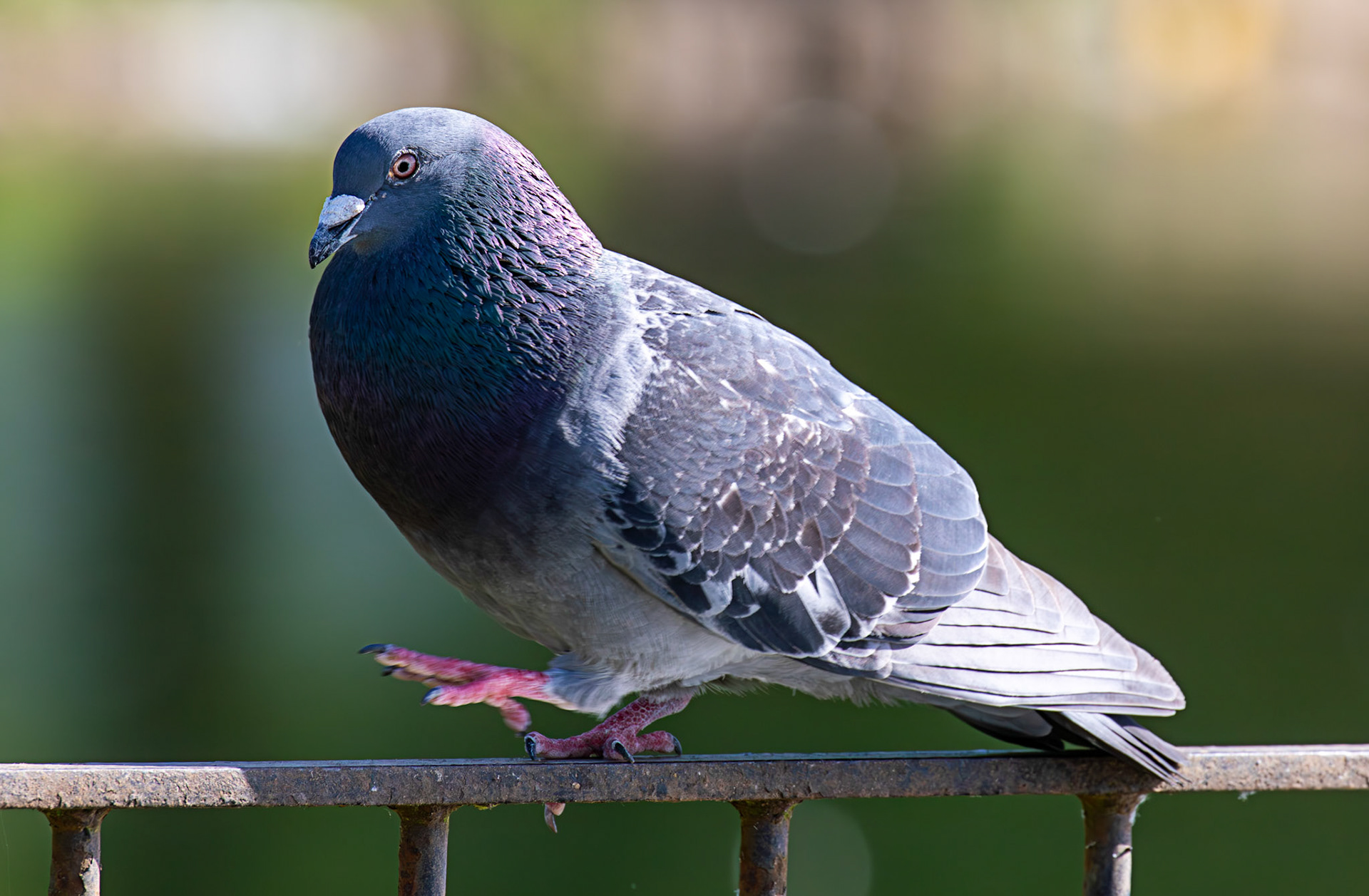 Amorous Feral Pigeon at Hogganfield Loch 25 May 2026