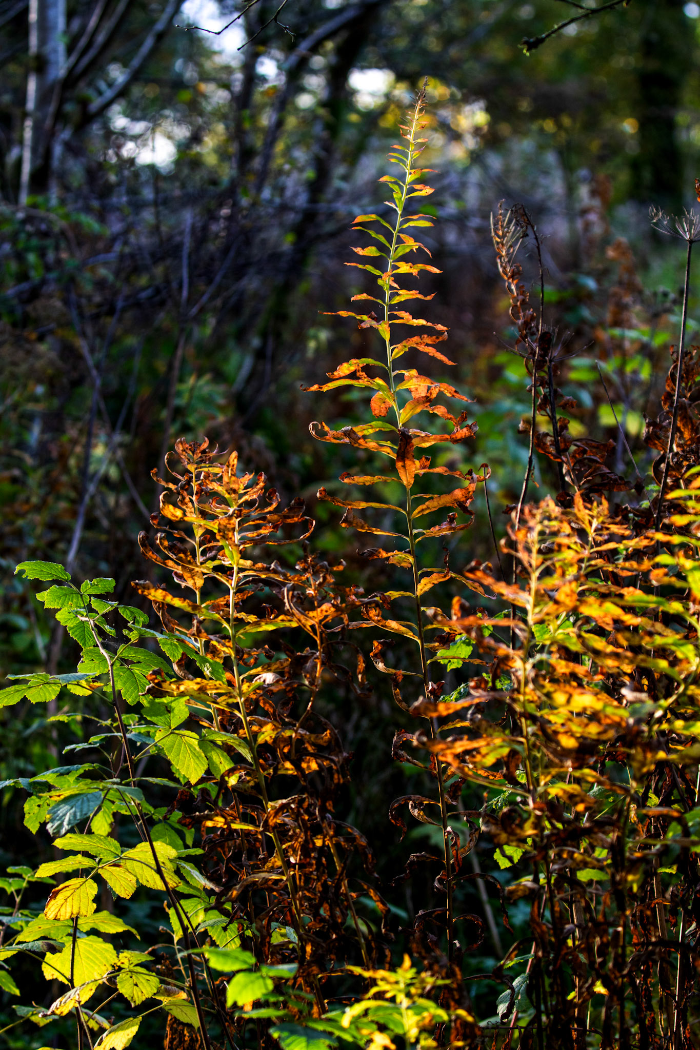 Polkemmet Country Park 10 October 2024