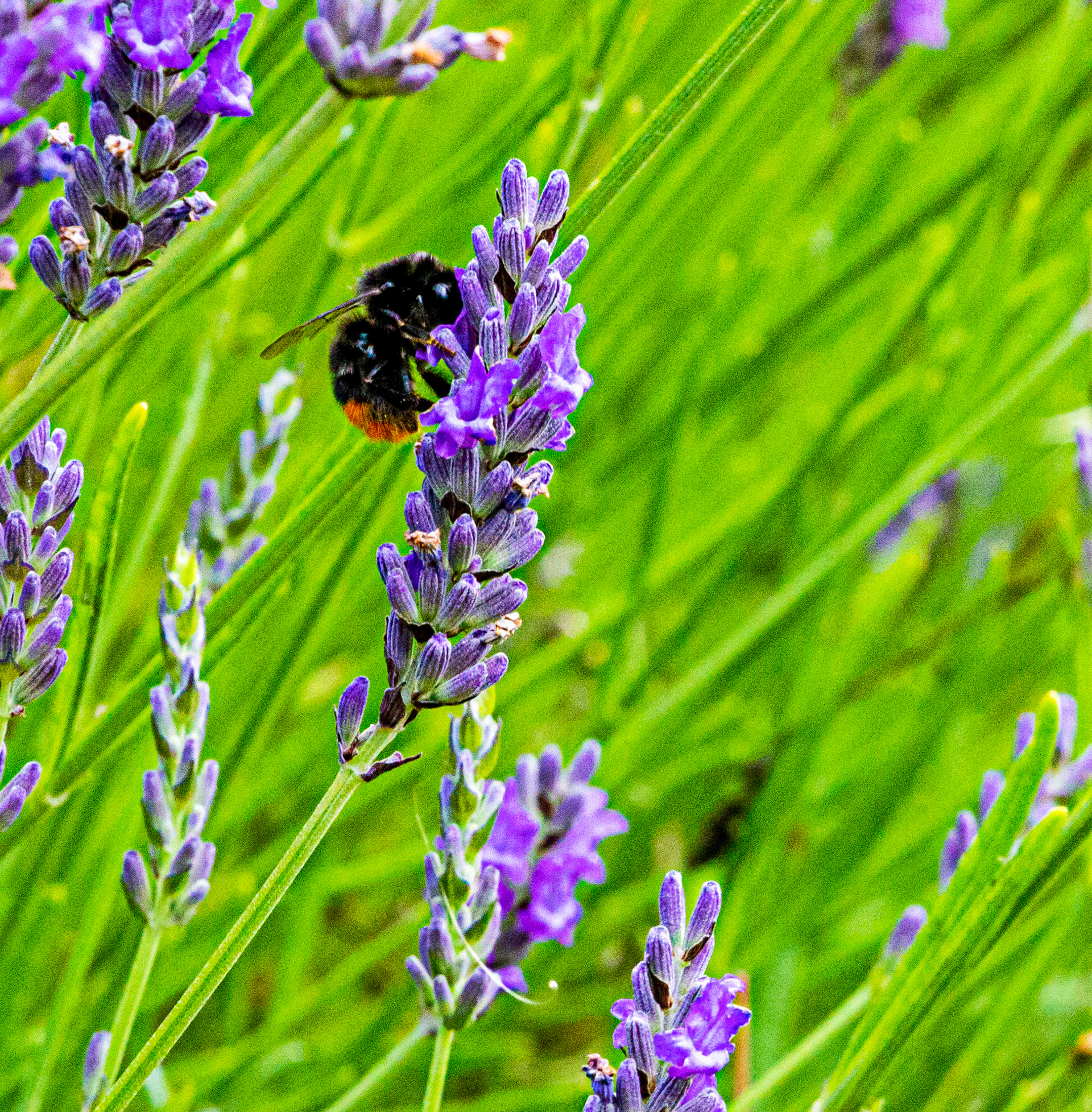 I spent an amazing few hours at Scottish Lavender Oils. They are so dedicated to nature and not to profit!