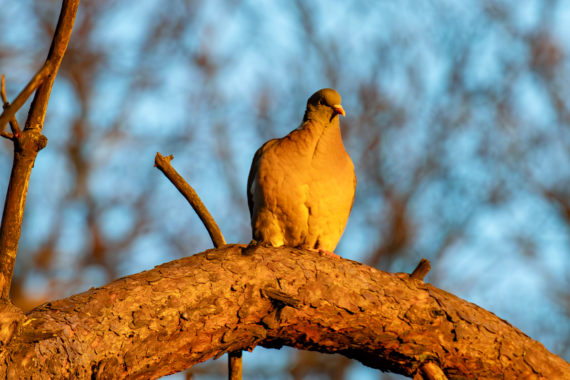 Woodpigeons in Howden Park - Walled Garden 29 January 2024