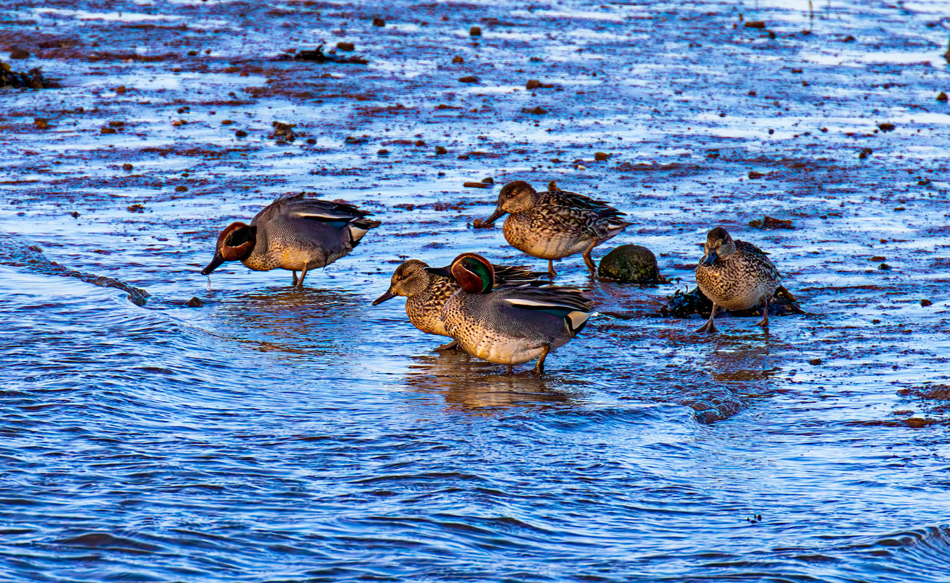 Teal at Aberlady, East Lothian - 05 February 2025