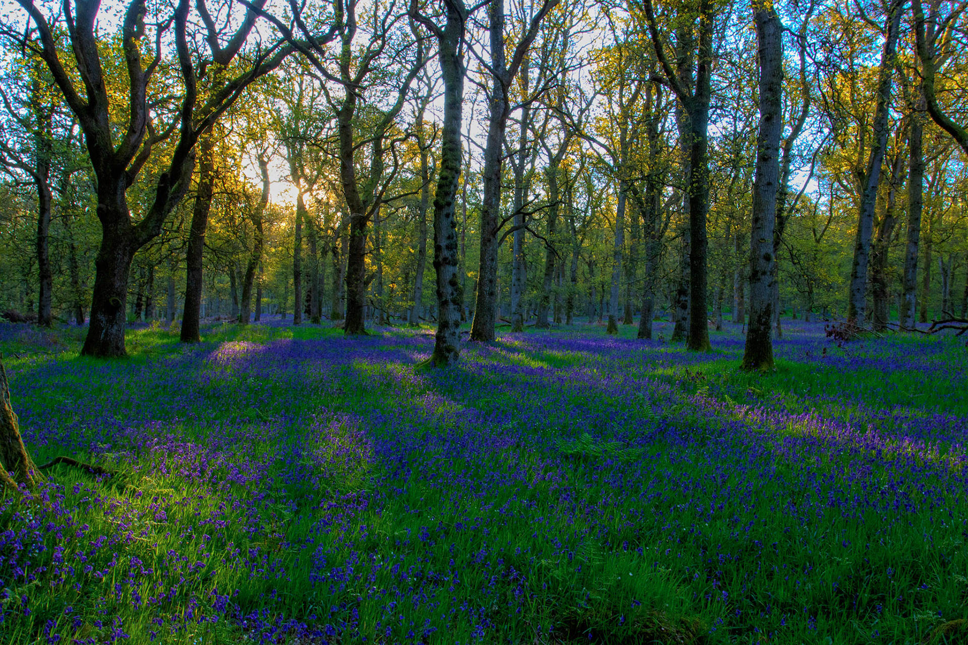 Kinclaven Bluebell Woods 16 May 2026