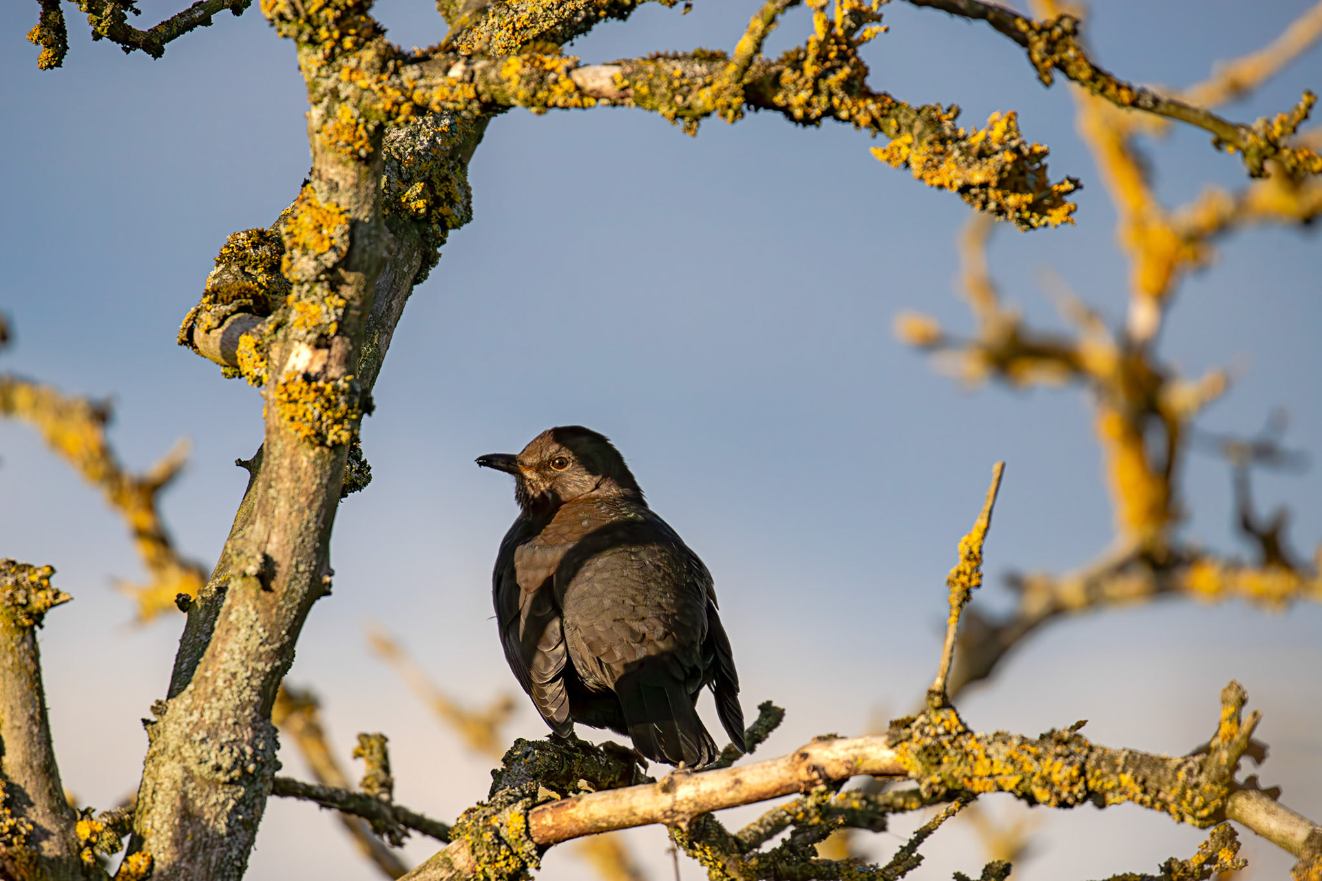 Blackbird Muirend, Broxburn 19 December 2024