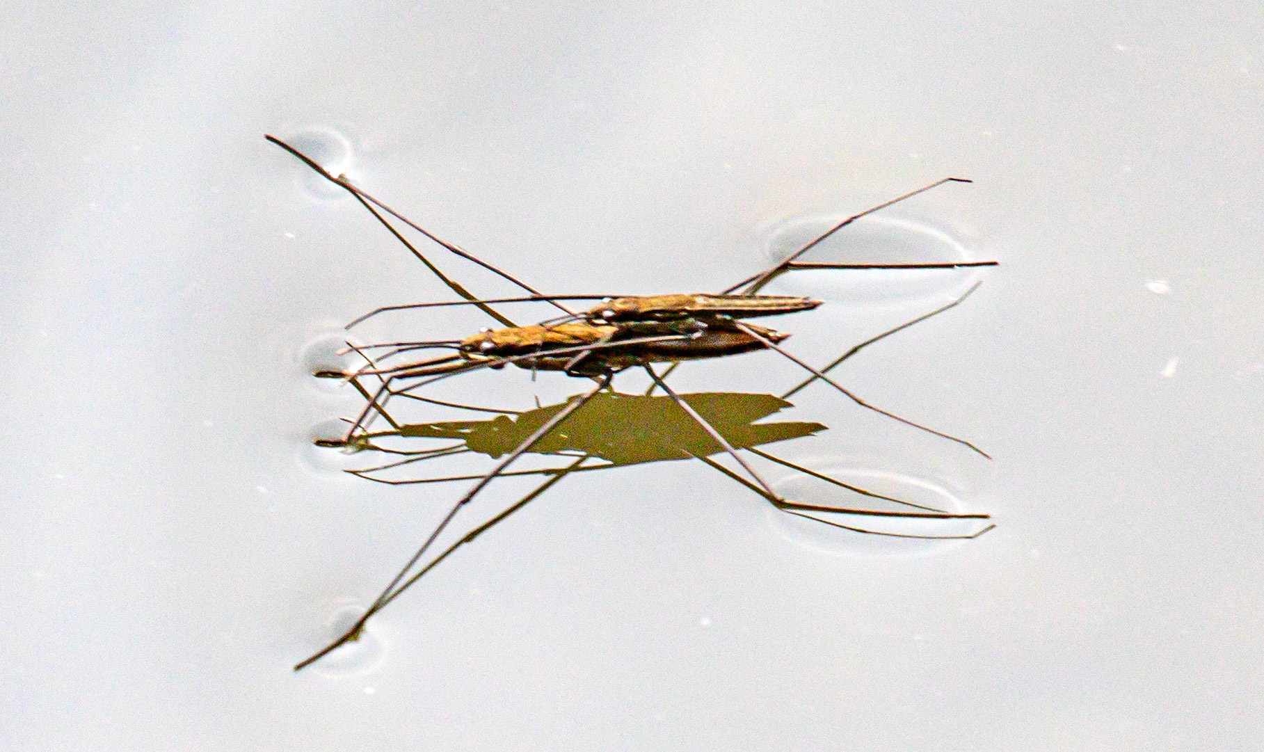 River Skater (Aquarius najas) Walk Thames Path MArlow to Bourne End 06 August 2025