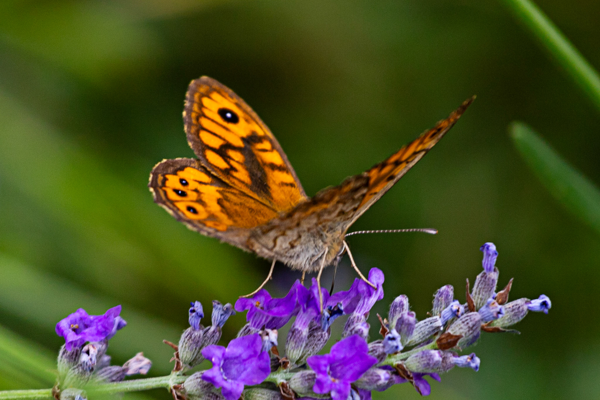 Butterflies in the Medici Fort - Siena 21 June 2024