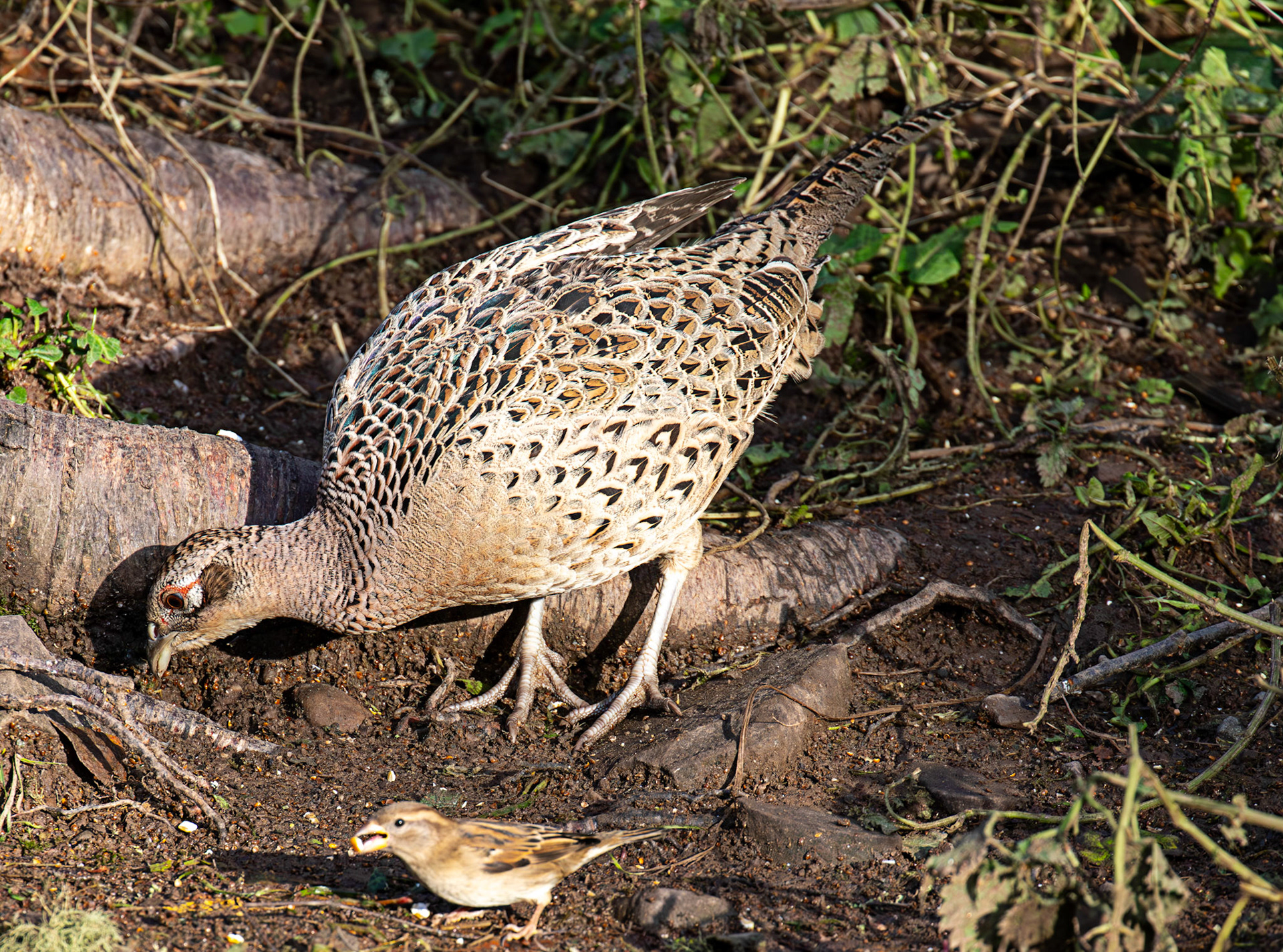 Ardgaty 12 November 2025