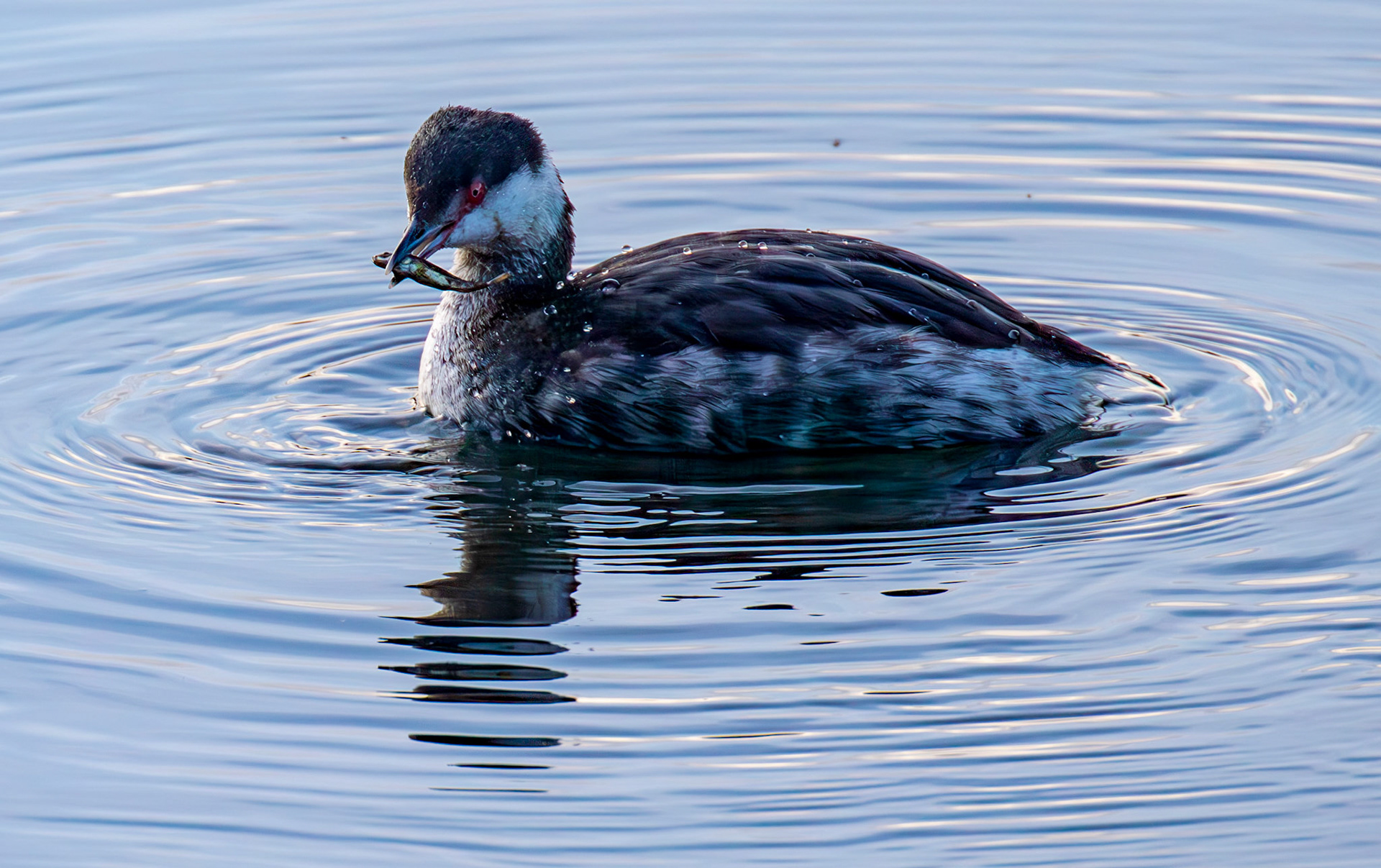Slavonian Grebe at Linlithgow Loch 18 March 2026