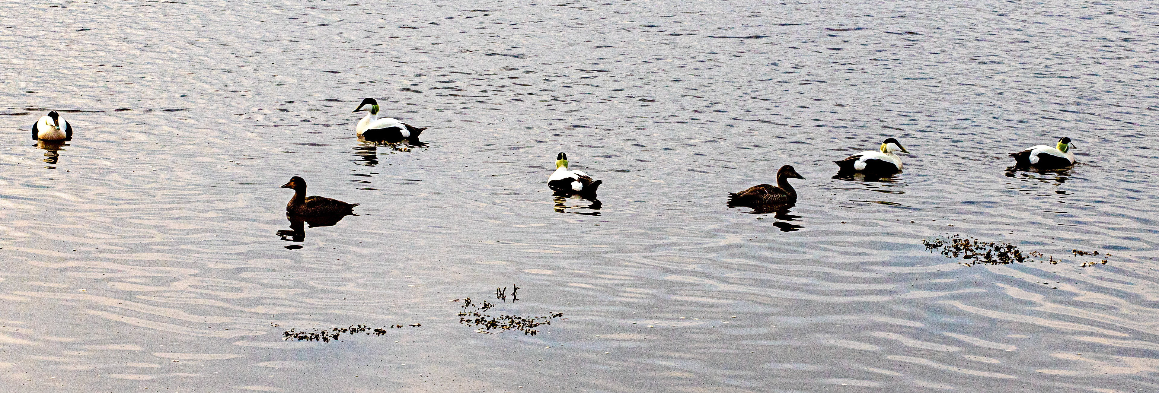 Eider Loch Fleet 04 May 2024
