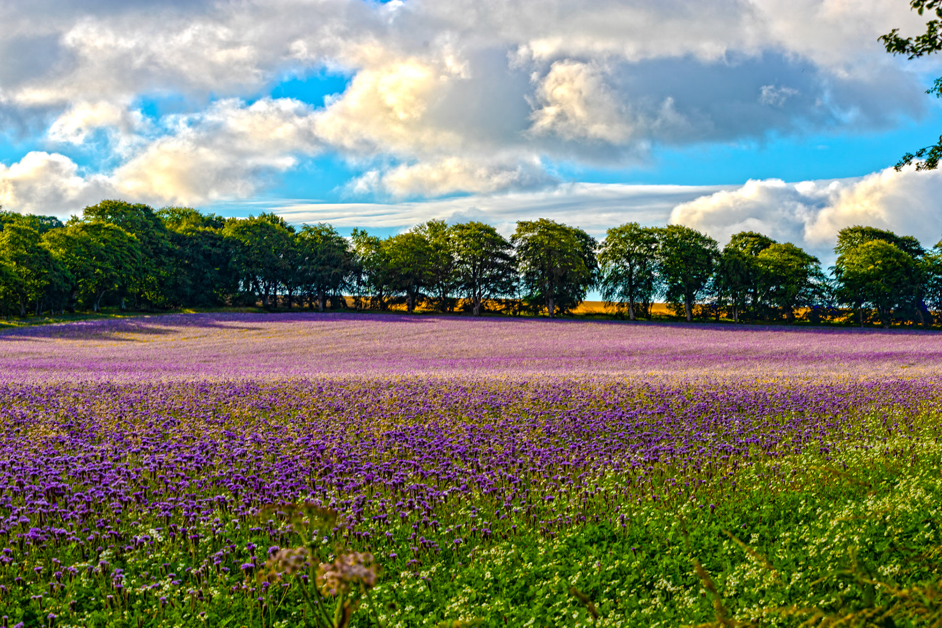 Crops in field at Whiteburn 17 July 2023