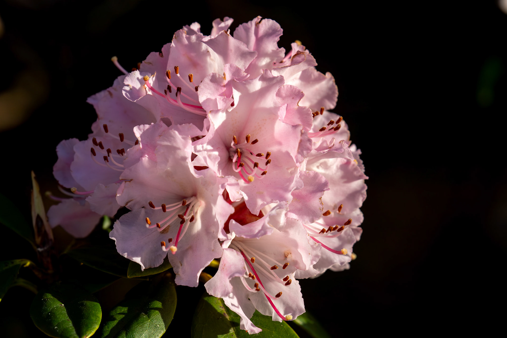 Rhododendron in Deans, Livingston 06 April 2025