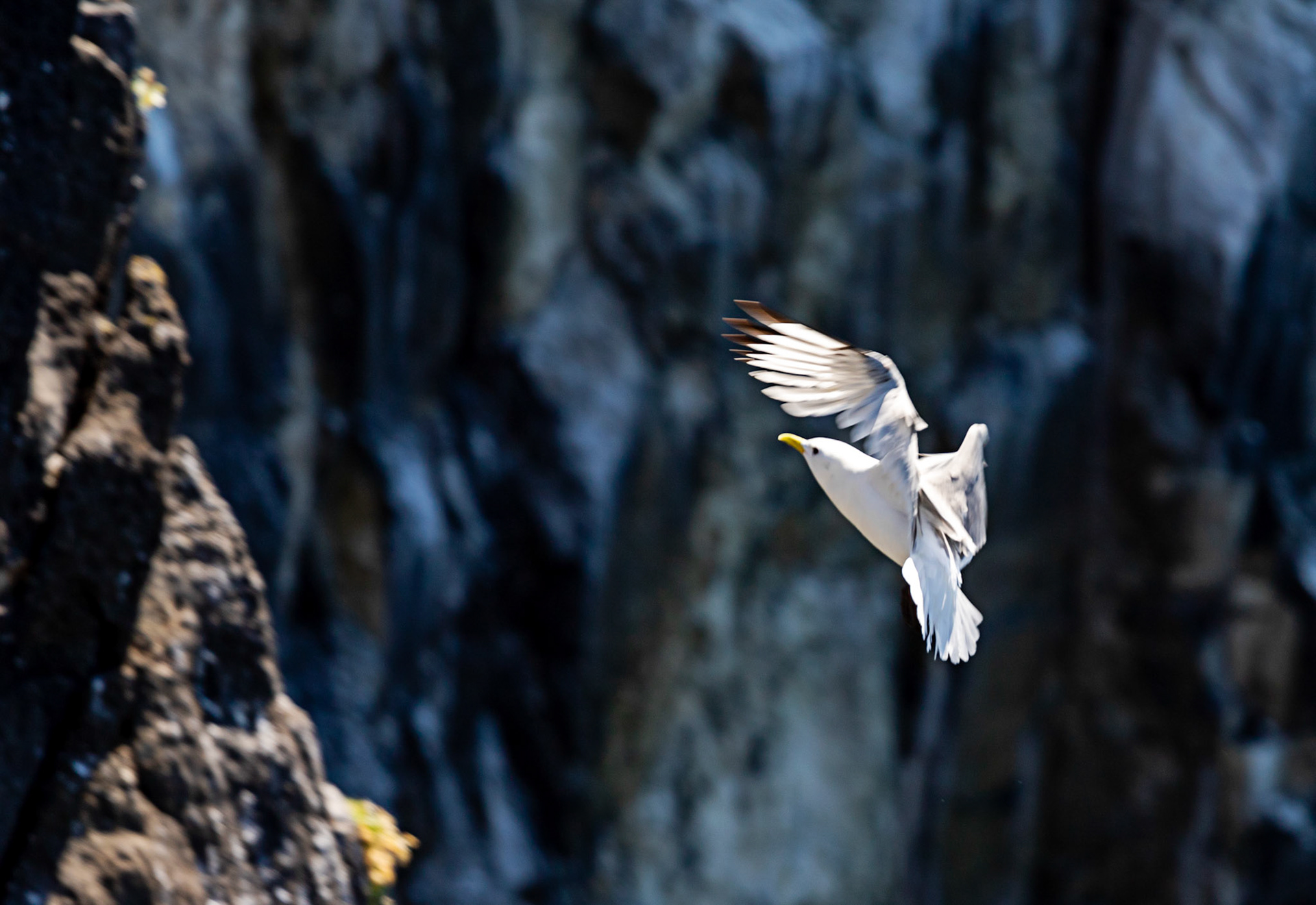 Isle of May - 04 June 2022