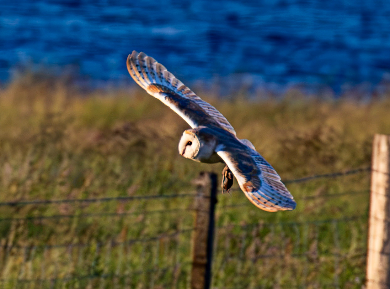 Barn Owl at Harperrig 02 July 2026