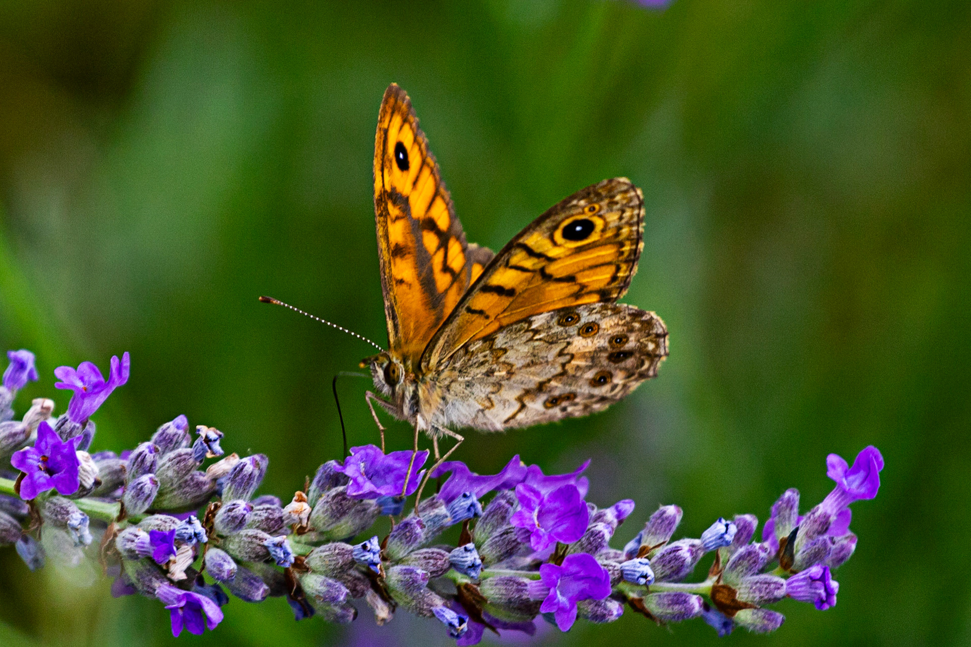 Butterflies in the Medici Fort - Siena 21 June 2024