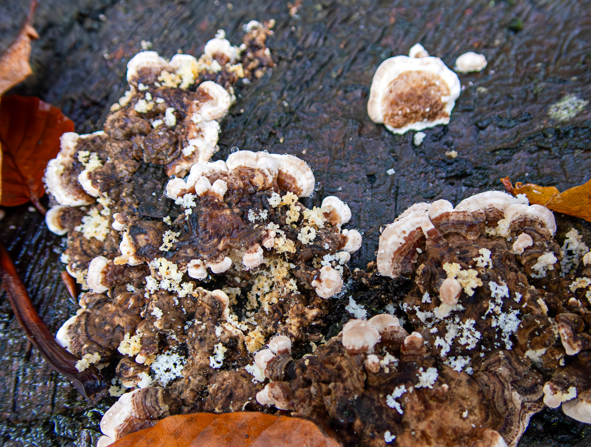 Wrinkled Crust (Phlebia radiata) Deans Woods 08 November 2025