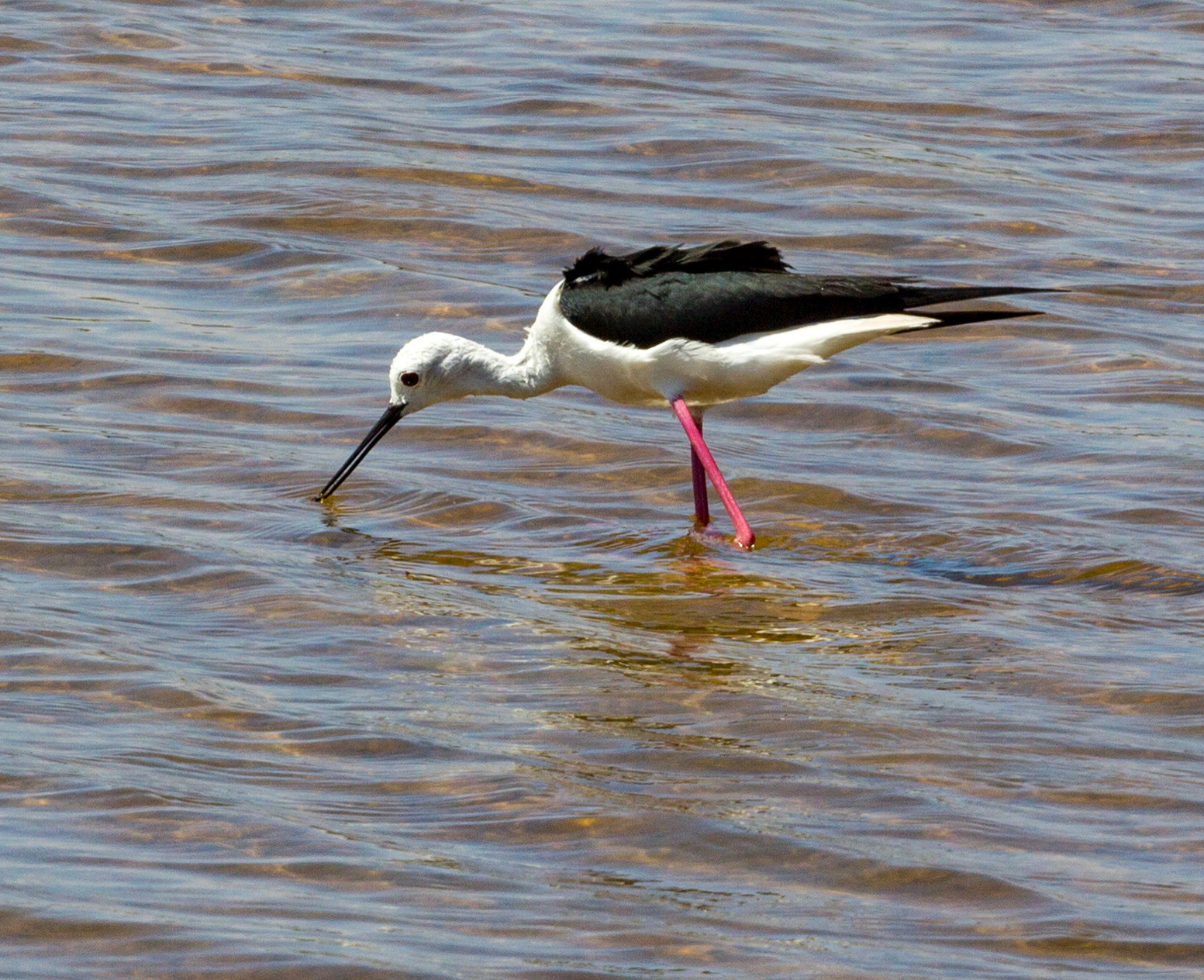 Black-winged Stilts on the Salt Pans, Colonia de Sant Jordi, Mallorca, SpainPlease see my other Photographs at: www.jamespdeans.co.uk