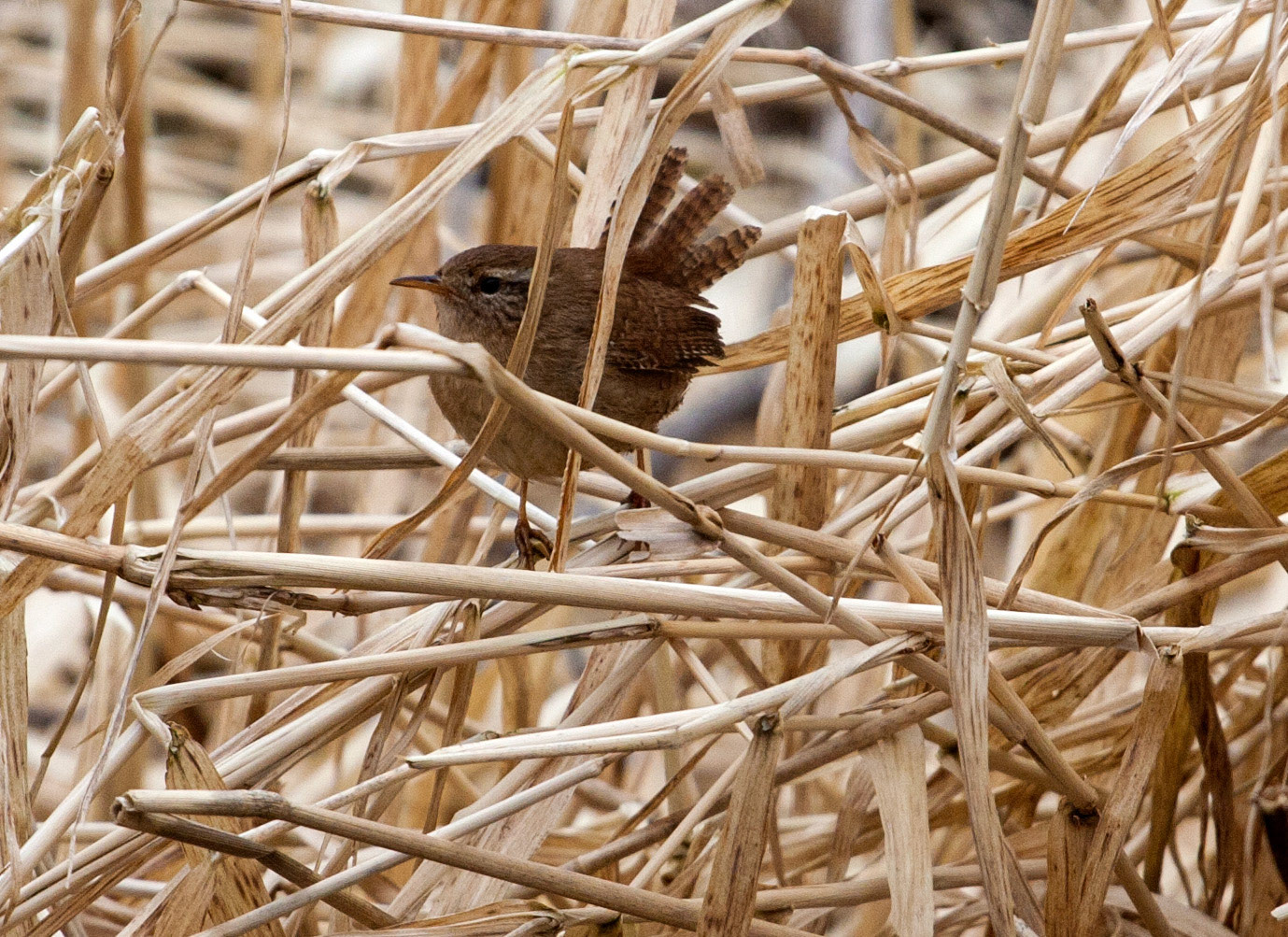 Please see my other BIRD Photographs at http://www.jamespdeans.co.uk/p335071268