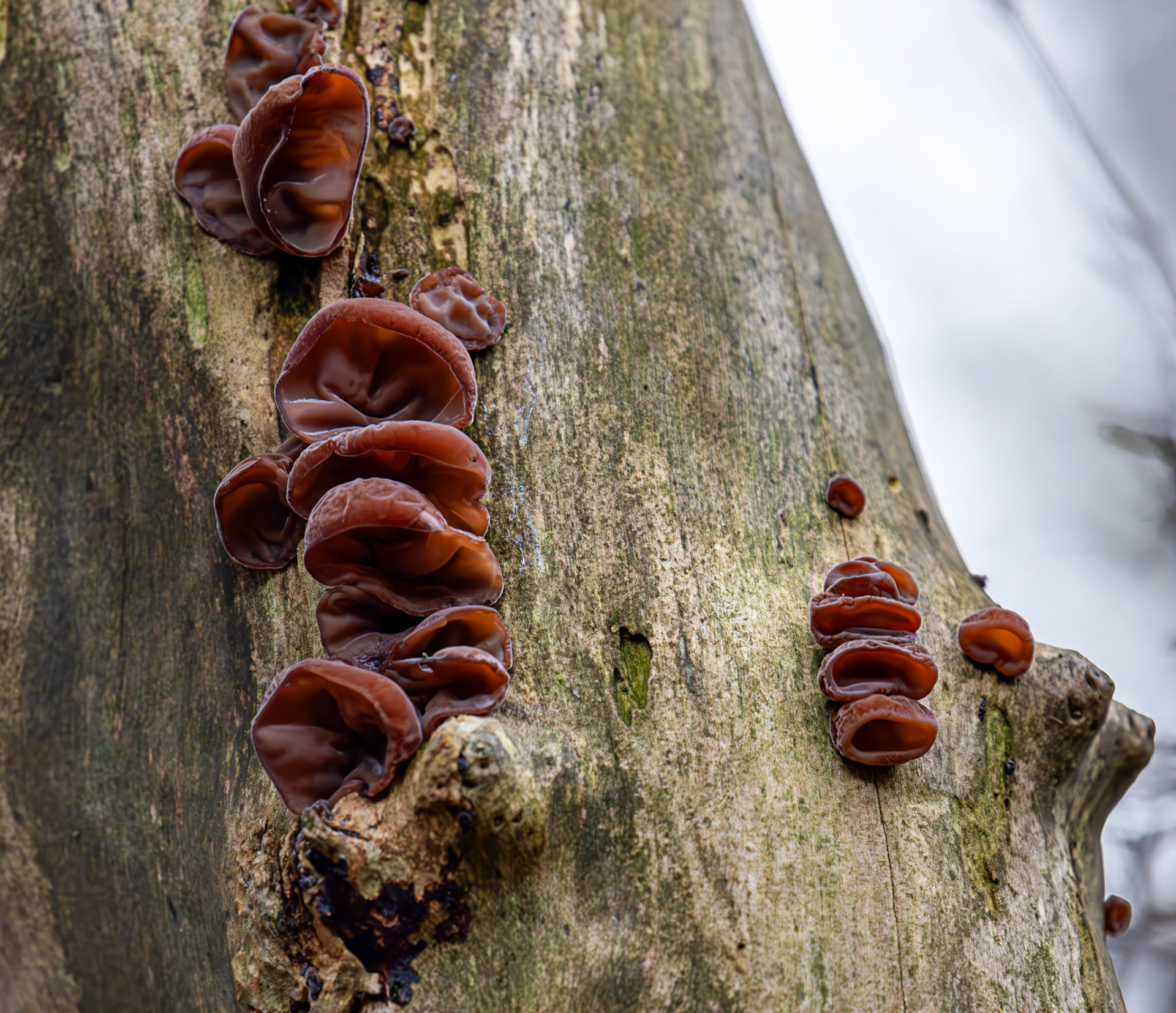 jelly ear or wood ear fungus (Auricularia auricula-judae) - Deans Woods - 07 November 2025