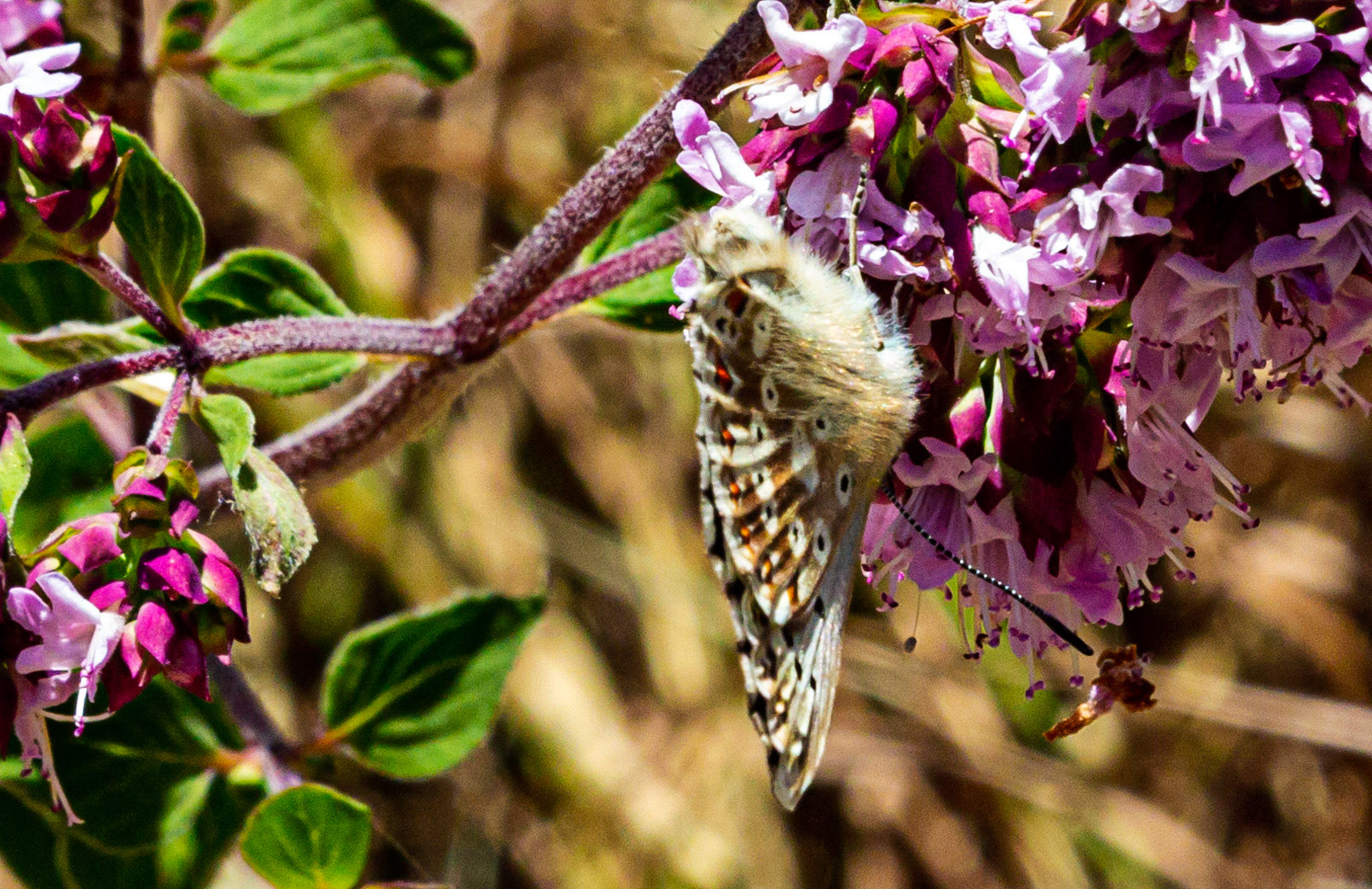 Mottistone IOW 16 July 2022