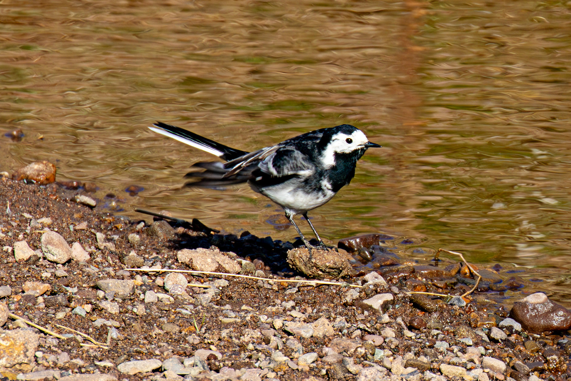 Pied Wagtail at Sheriffmuir 20 April 2025