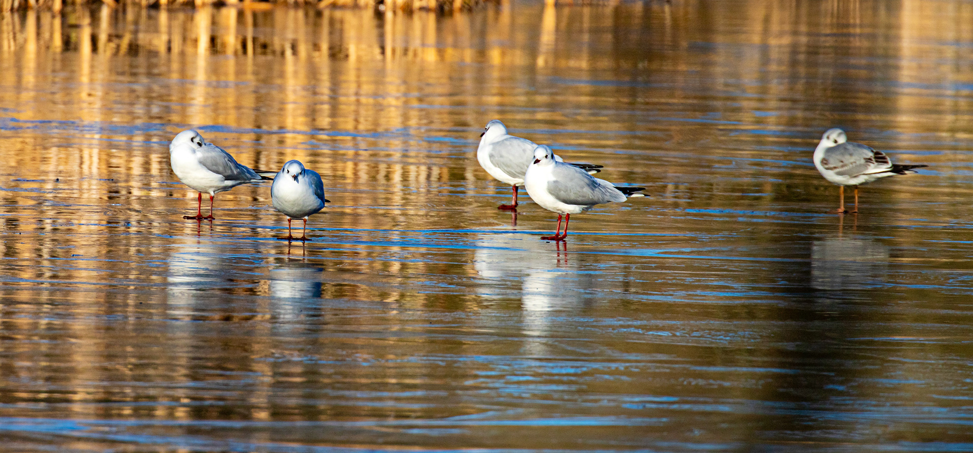 Black Headed Gulls at Birnie &amp; Gaddon Lochs 08 January 2025