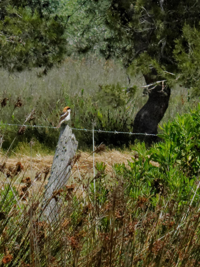 Parc Natural de s'Albufera de MallorcaPlease see my other Photographs at: www.jamespdeans.co.uk