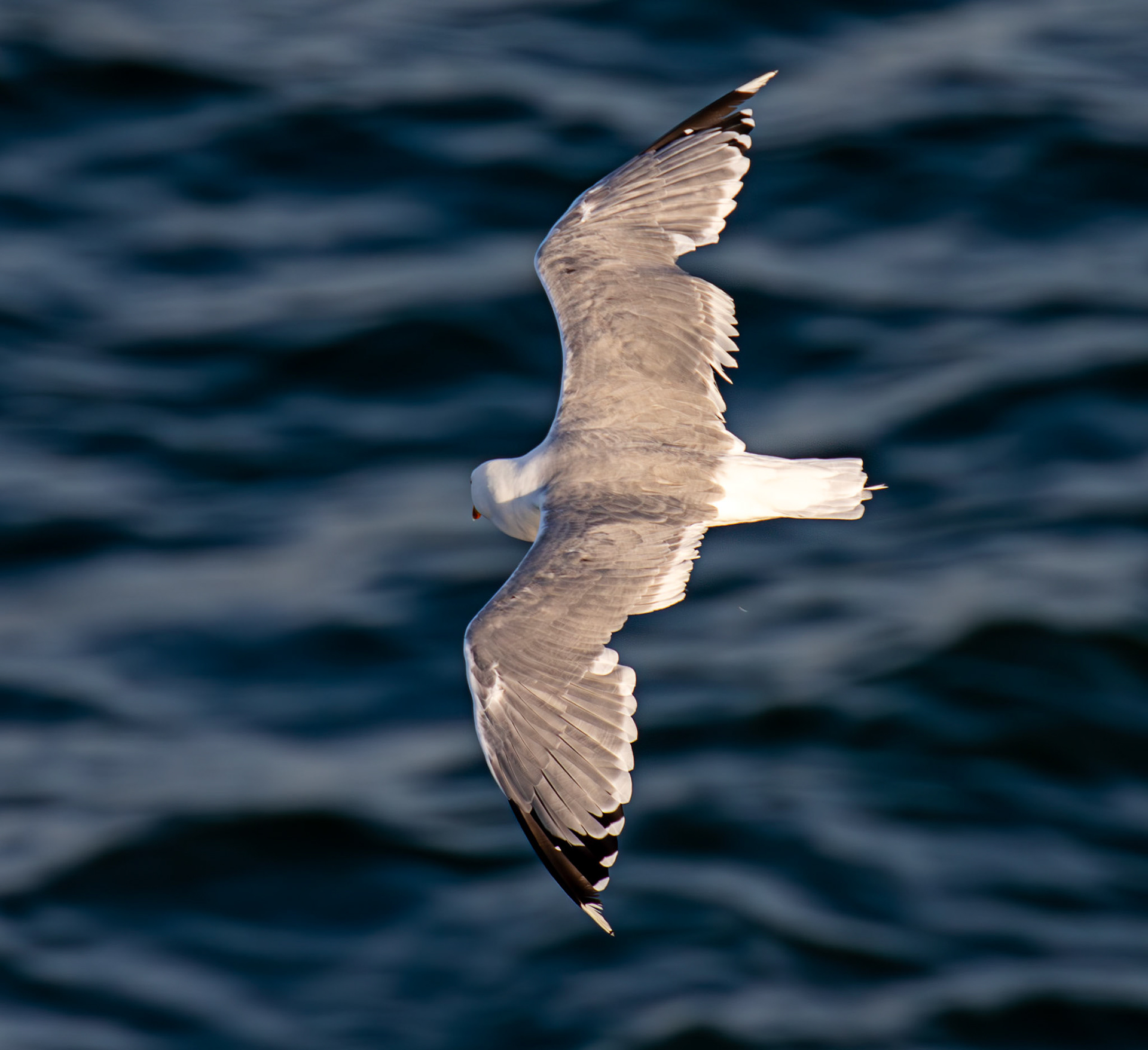 Yellow-Legged Gull. Sail from Naples 03 Sept 2025