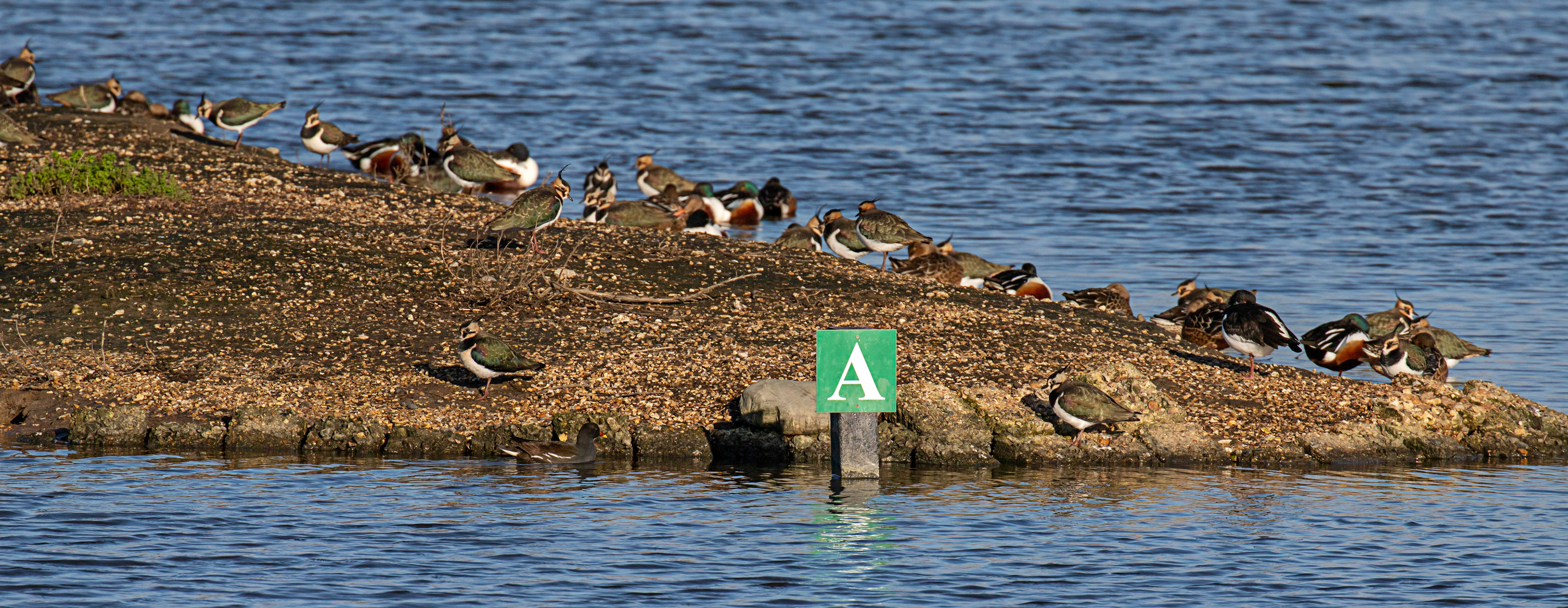 Lapwing &amp; Shoveller at Titchfield Haven 02 January 2025