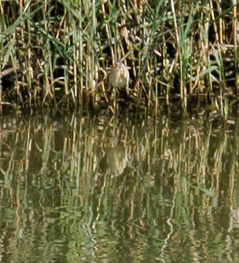 Parc Natural de s'Albufera de MallorcaPlease see my other Photographs at: www.jamespdeans.co.uk