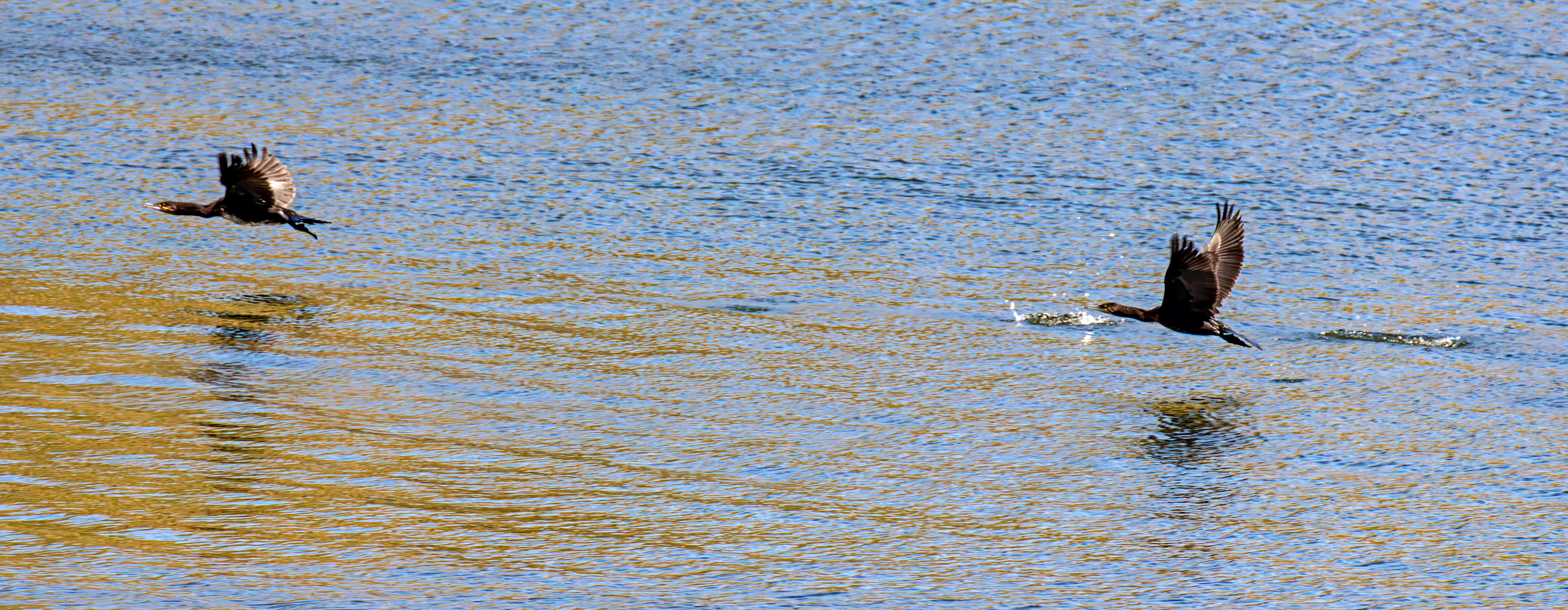 Cormorants - Douro cruise 22 August 2026